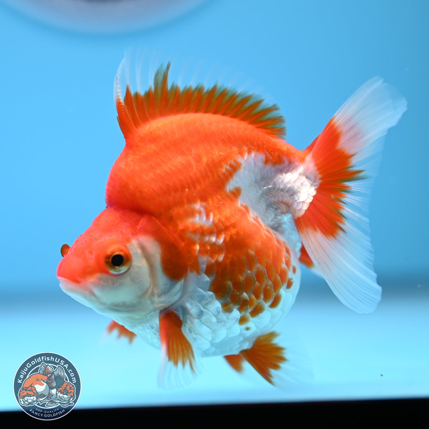 Red White Ryukin 3.5in Body (240823_RY08) - Kaiju Goldfish USA