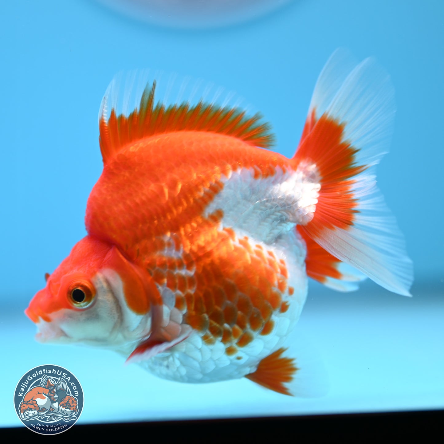 Red White Ryukin 3.5in Body (240823_RY08) - Kaiju Goldfish USA