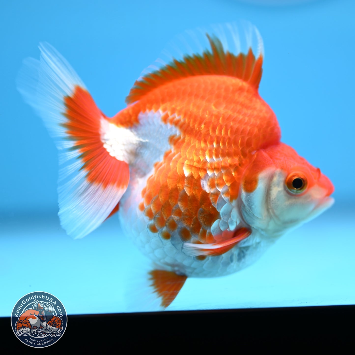 Red White Ryukin 3.5in Body (240823_RY08) - Kaiju Goldfish USA