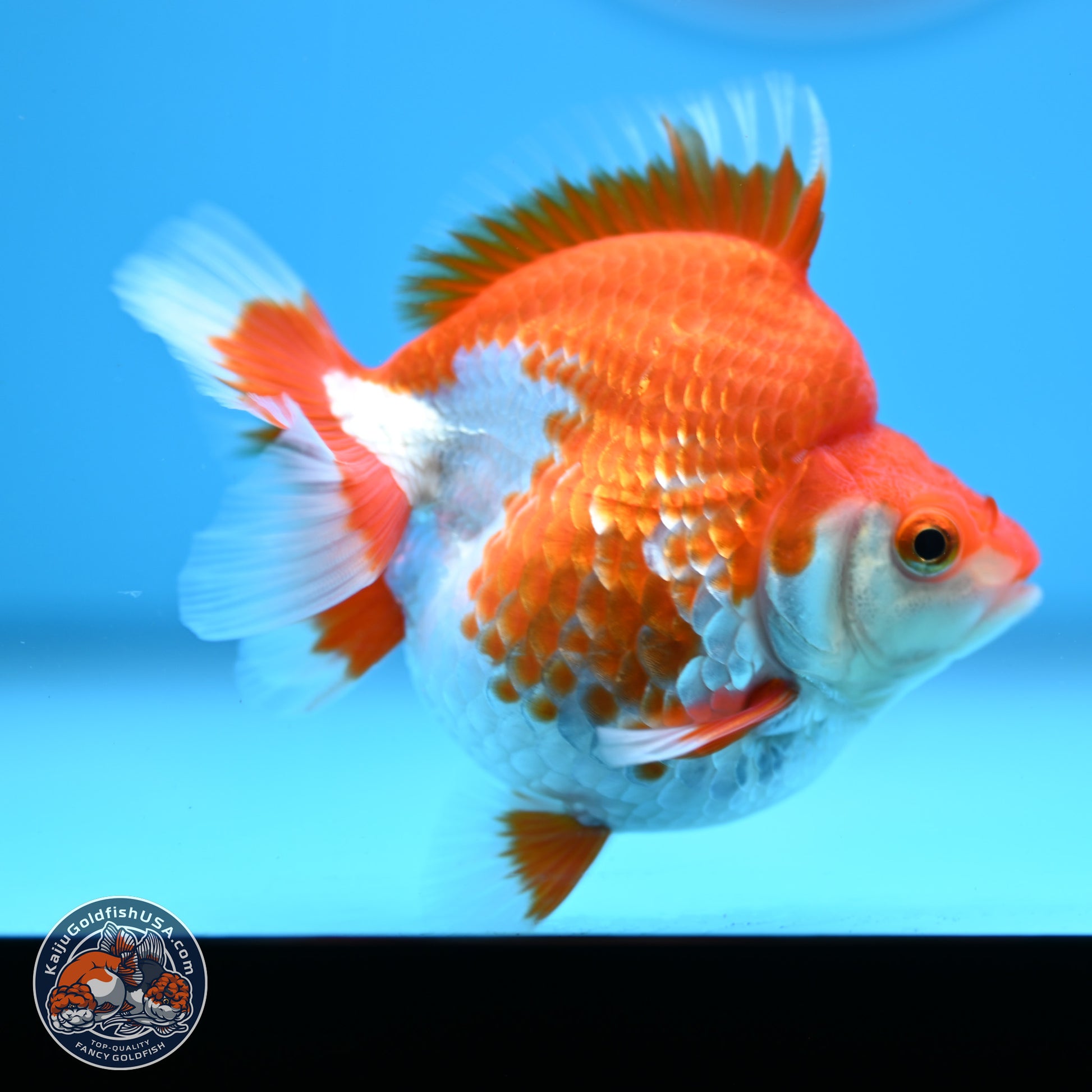 Red White Ryukin 3.5in Body (240823_RY08) - Kaiju Goldfish USA