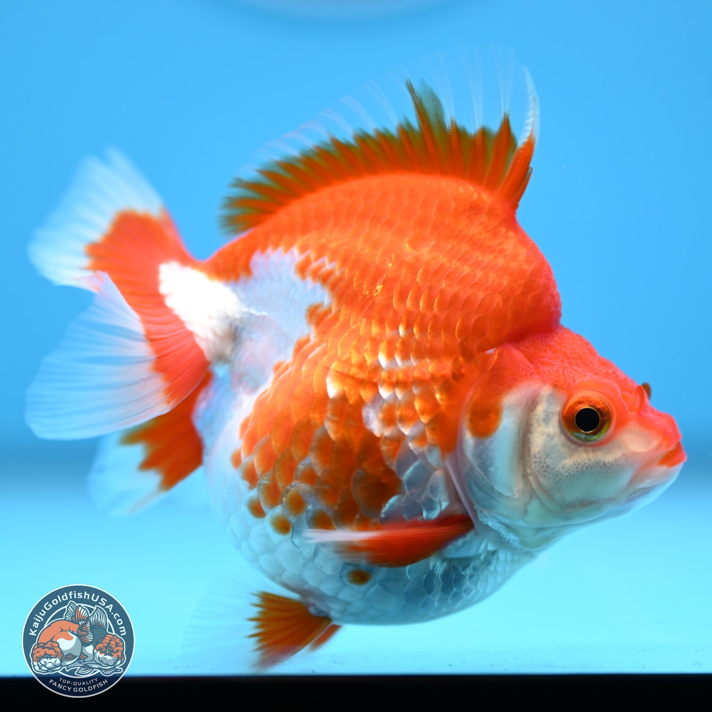 Red White Ryukin 3.5in Body (240823_RY08) - Kaiju Goldfish USA