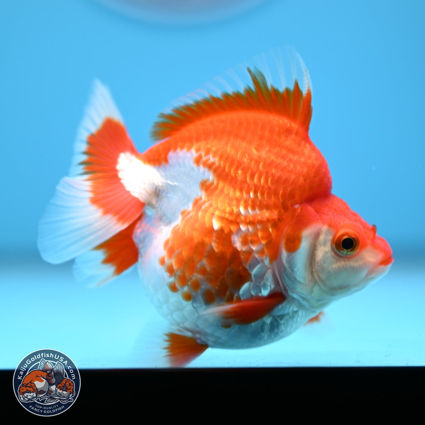 Red White Ryukin 3.5in Body (240823_RY08) - Kaiju Goldfish USA