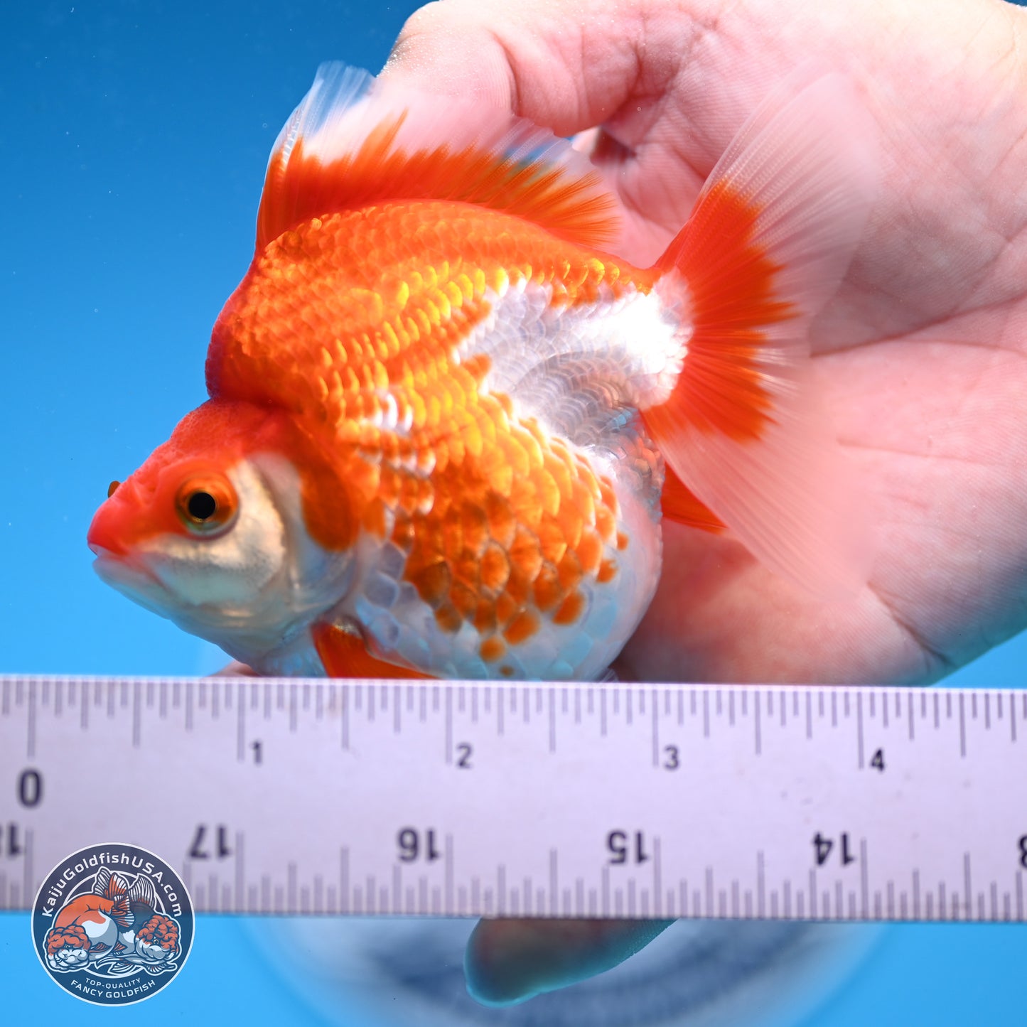 Red White Ryukin 3.5in Body (240823_RY08) - Kaiju Goldfish USA