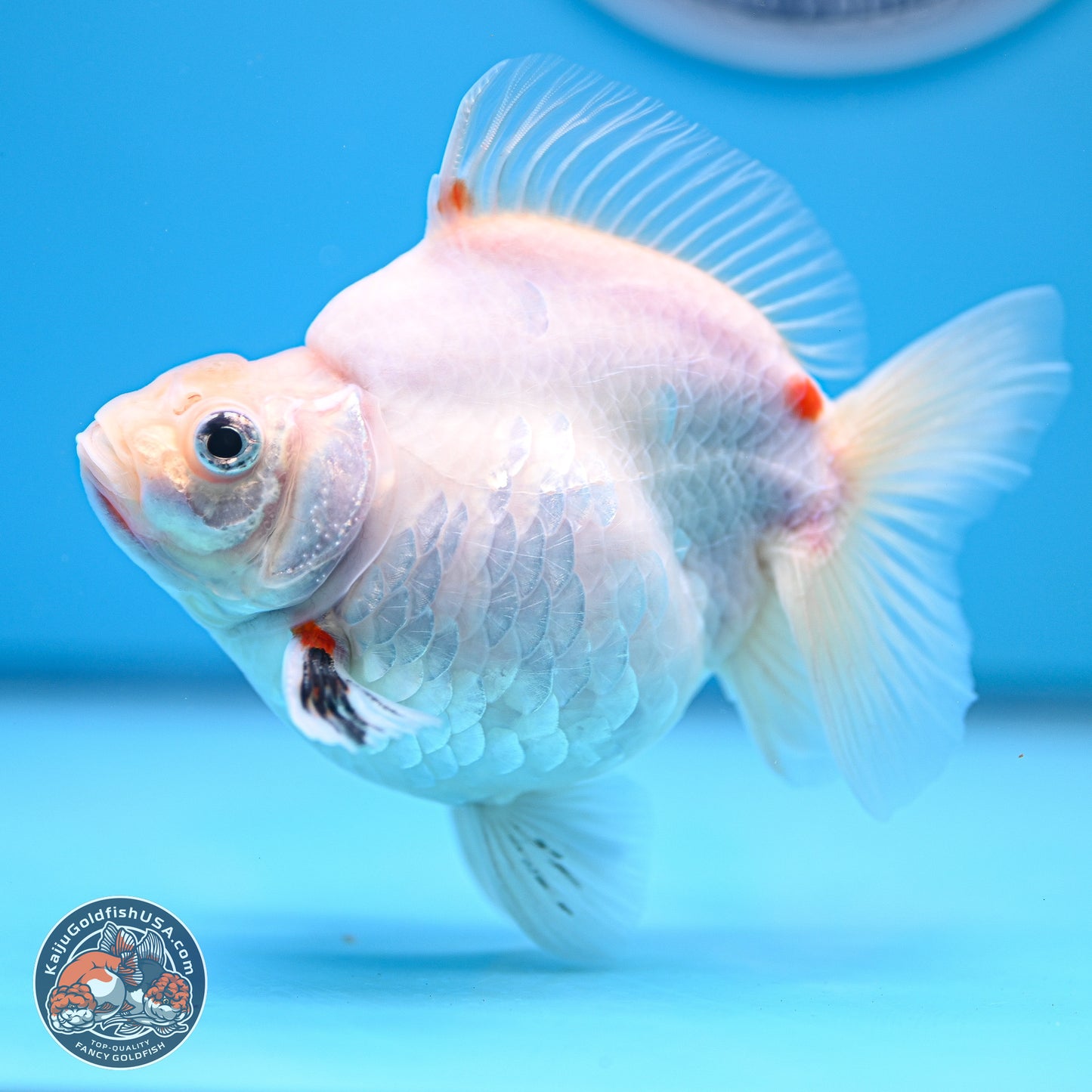 Tricolor Sakura Ryukin 4-5 inches (240920_RY08) - Kaiju Goldfish USA