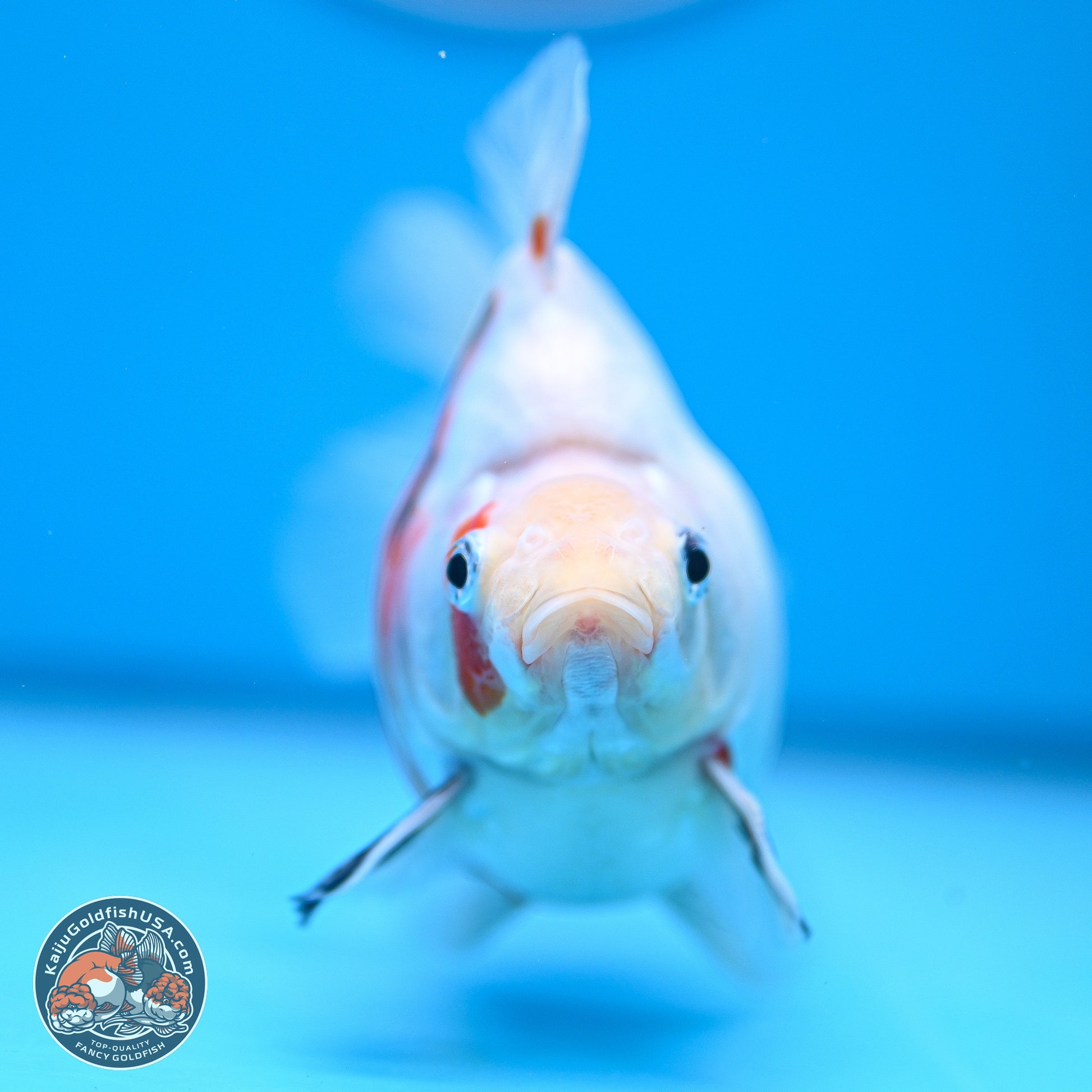 Tricolor Sakura Ryukin 4-5 inches (240920_RY08) - Kaiju Goldfish USA