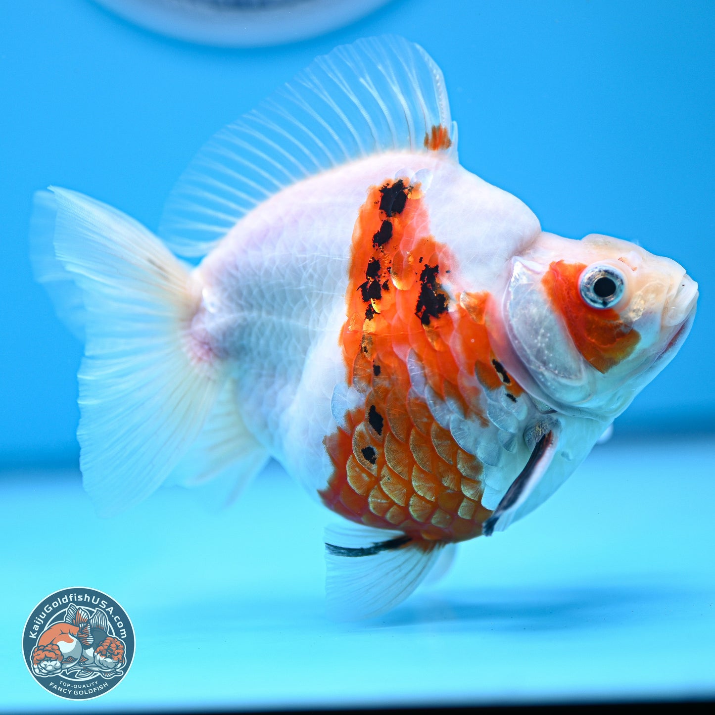 Tricolor Sakura Ryukin 4-5 inches (240920_RY08) - Kaiju Goldfish USA