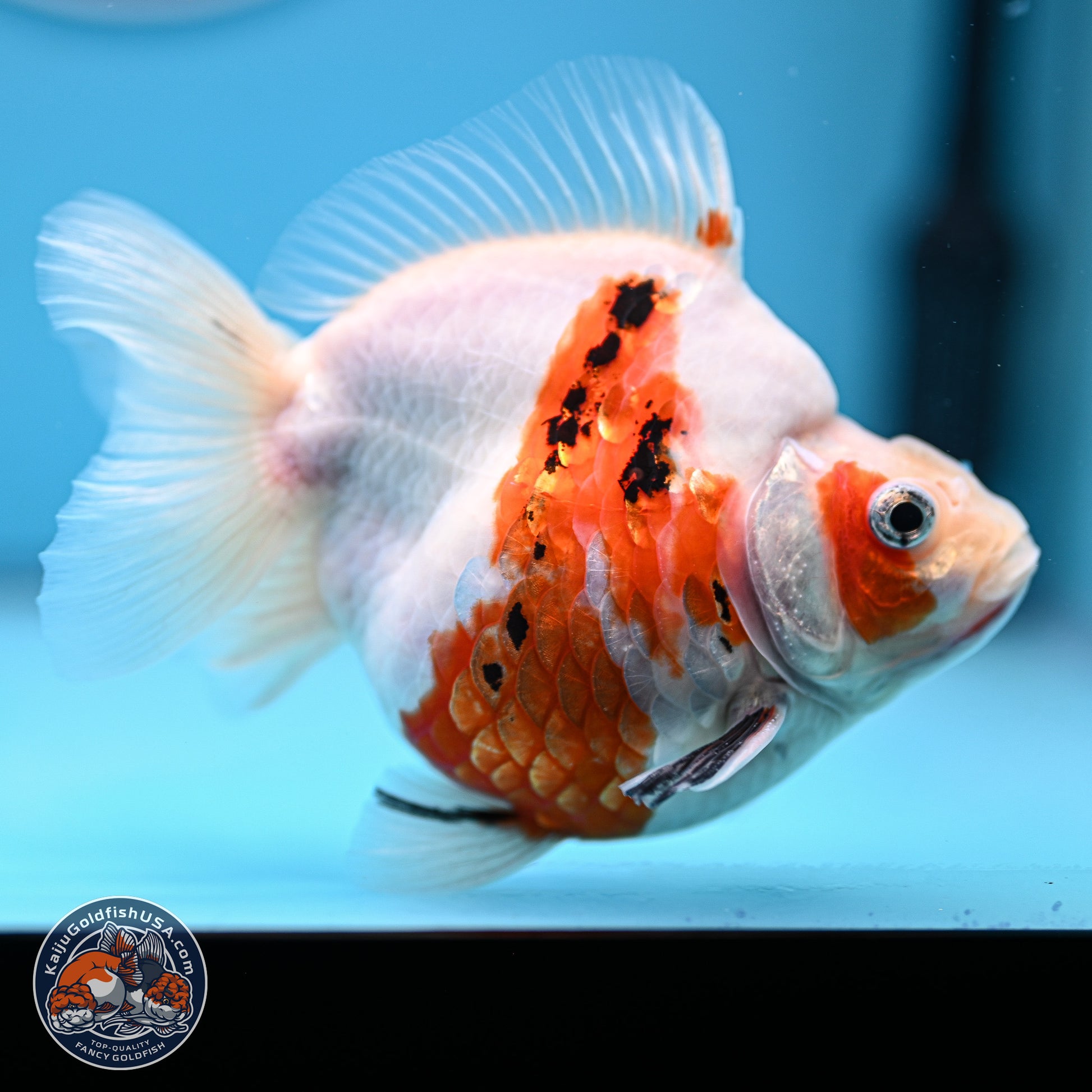 Tricolor Sakura Ryukin 4-5 inches (240920_RY08) - Kaiju Goldfish USA