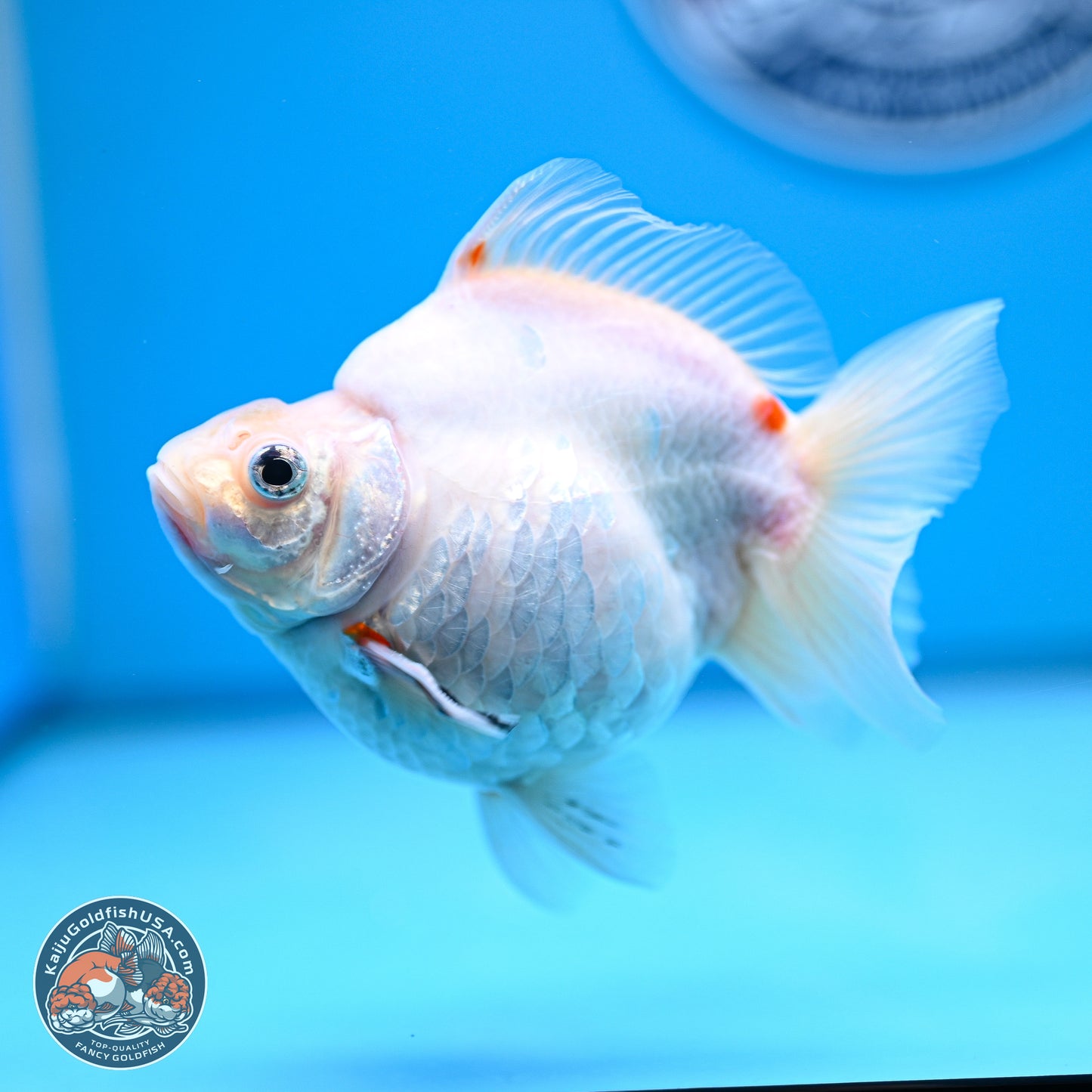 Tricolor Sakura Ryukin 4-5 inches (240920_RY08) - Kaiju Goldfish USA