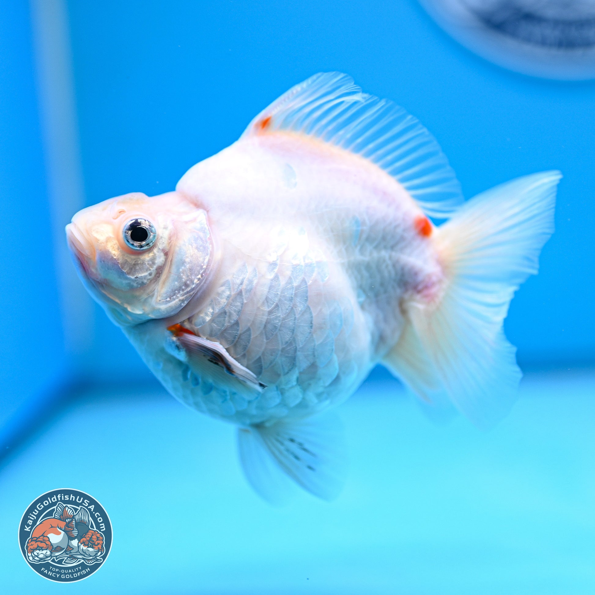 Tricolor Sakura Ryukin 4-5 inches (240920_RY08) - Kaiju Goldfish USA