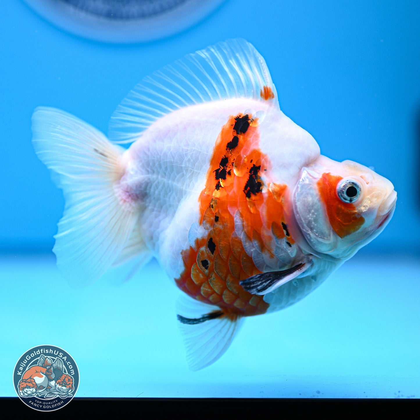 Tricolor Sakura Ryukin 4-5 inches (240920_RY08) - Kaiju Goldfish USA