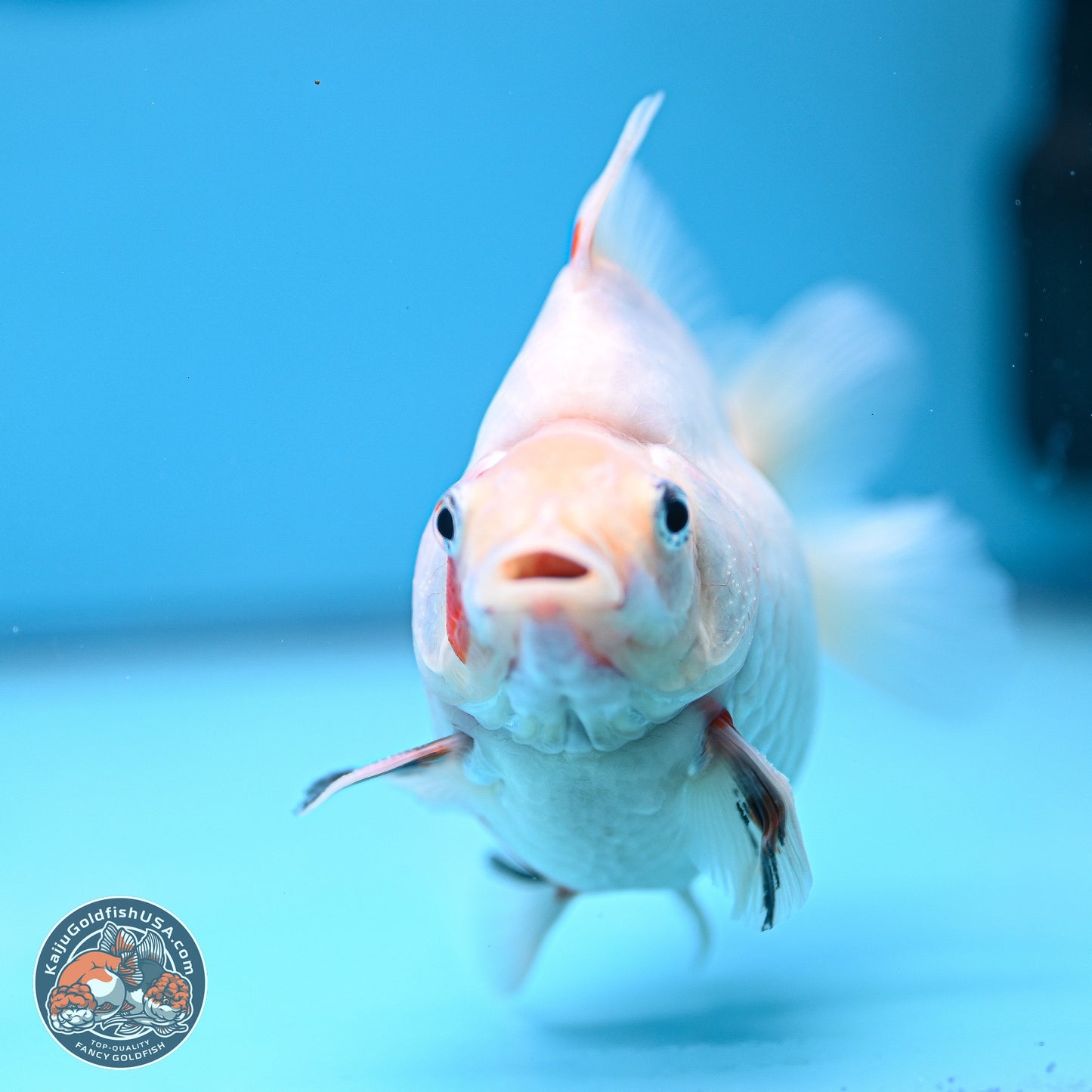 Tricolor Sakura Ryukin 4-5 inches (240920_RY08) - Kaiju Goldfish USA