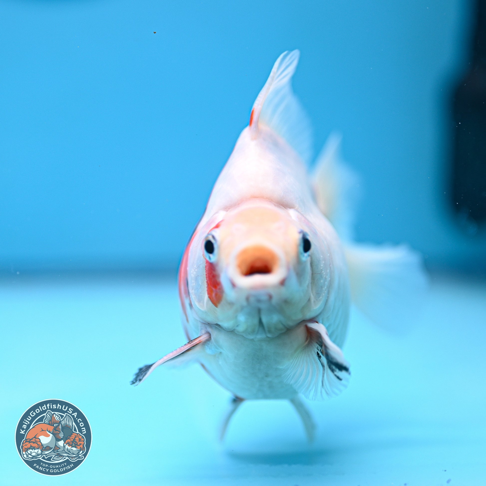 Tricolor Sakura Ryukin 4-5 inches (240920_RY08) - Kaiju Goldfish USA