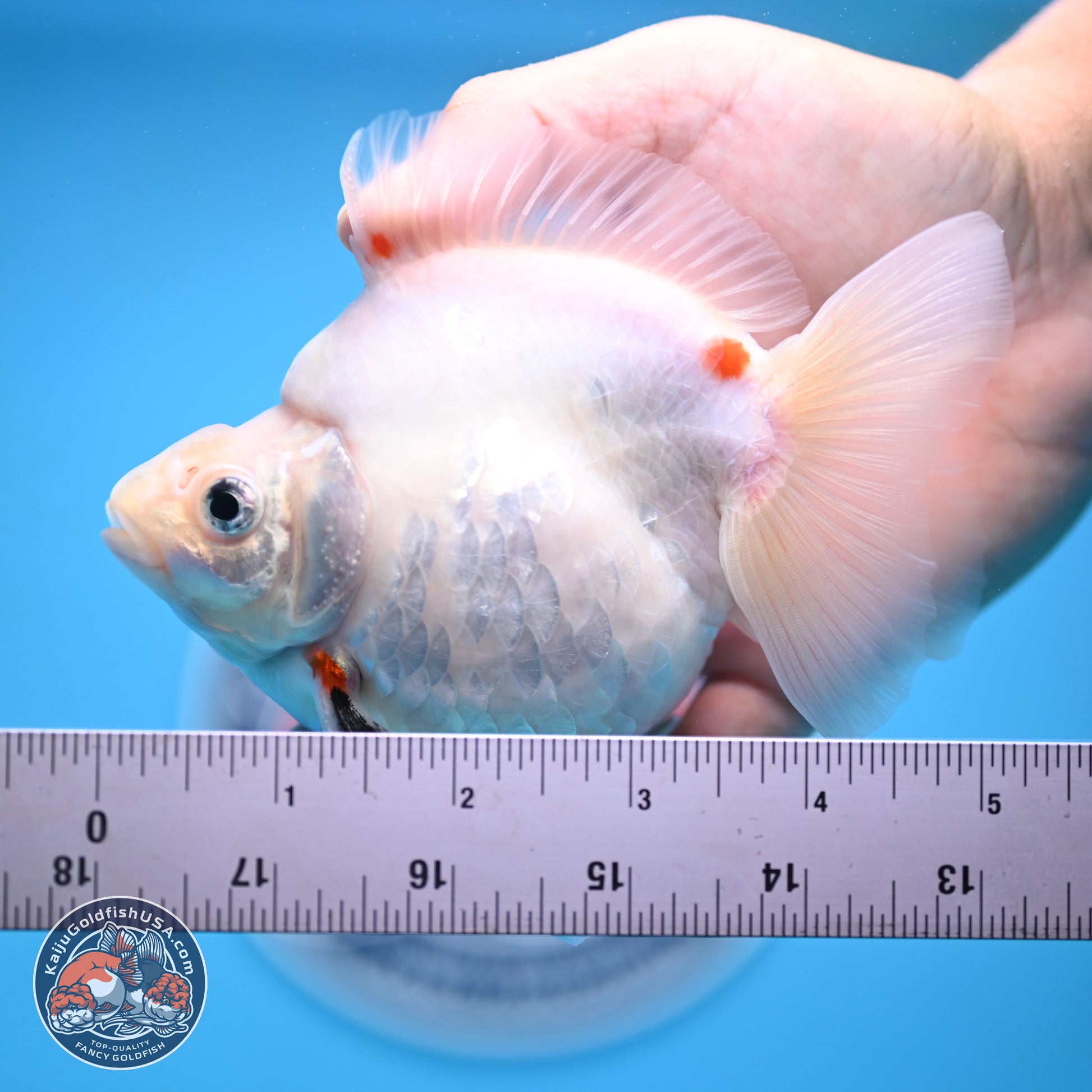 Tricolor Sakura Ryukin 4-5 inches (240920_RY08) - Kaiju Goldfish USA