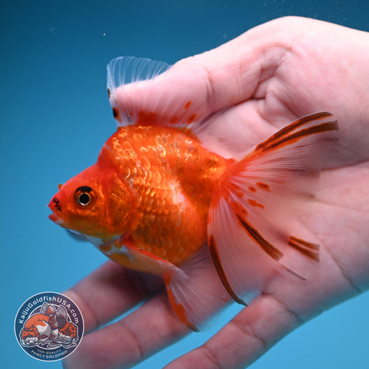 Broad Tail Tricolor Sakura Ryukin inch Body (250822_RY09)