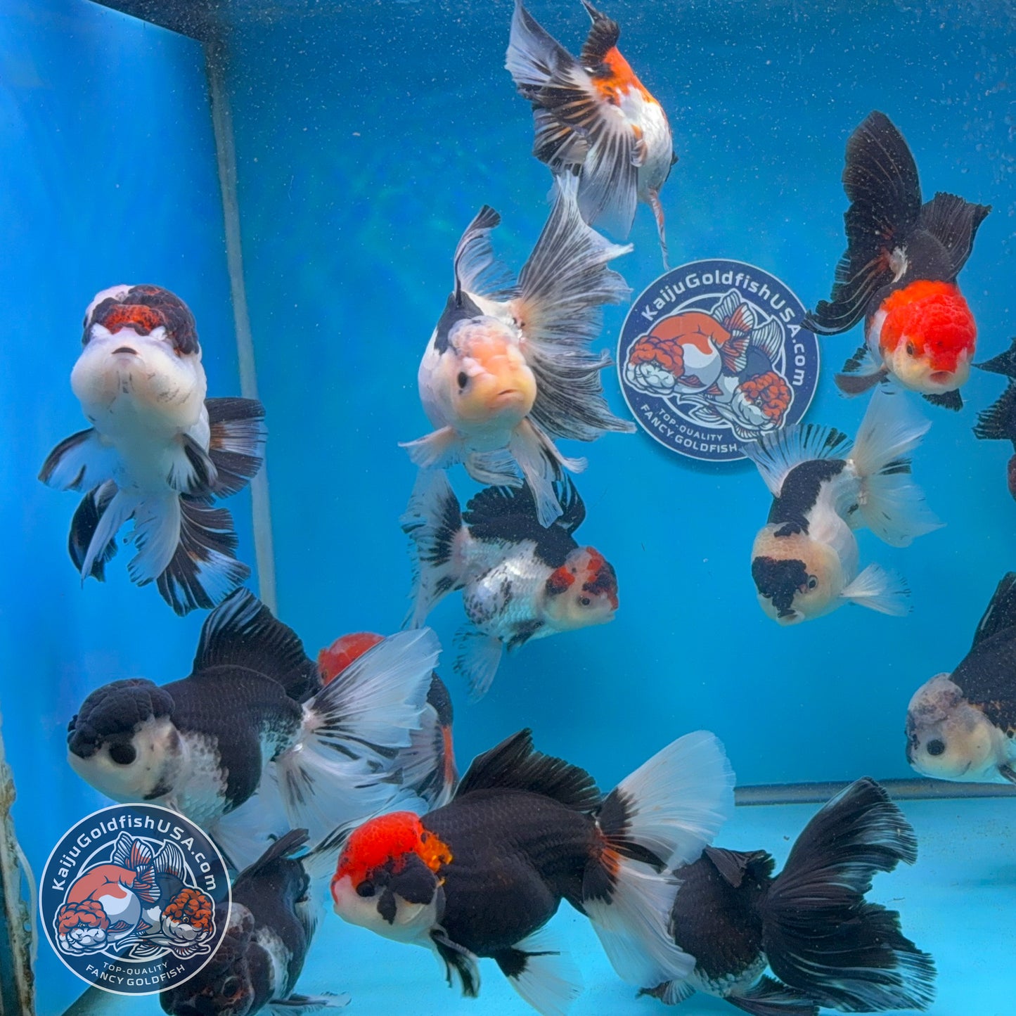 Wholesale - 4 pcs Tricolor/Panda Longtail Oranda 3.5 - 4 inch Body