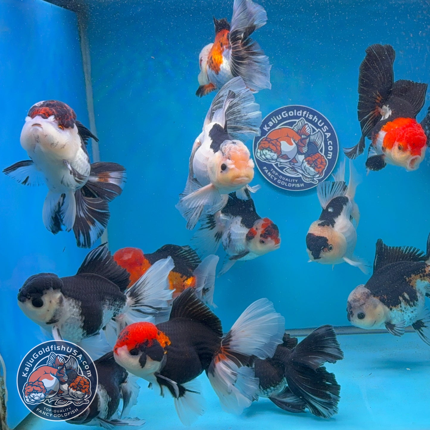Wholesale - 4 pcs Tricolor/Panda Longtail Oranda 3.5 - 4 inch Body