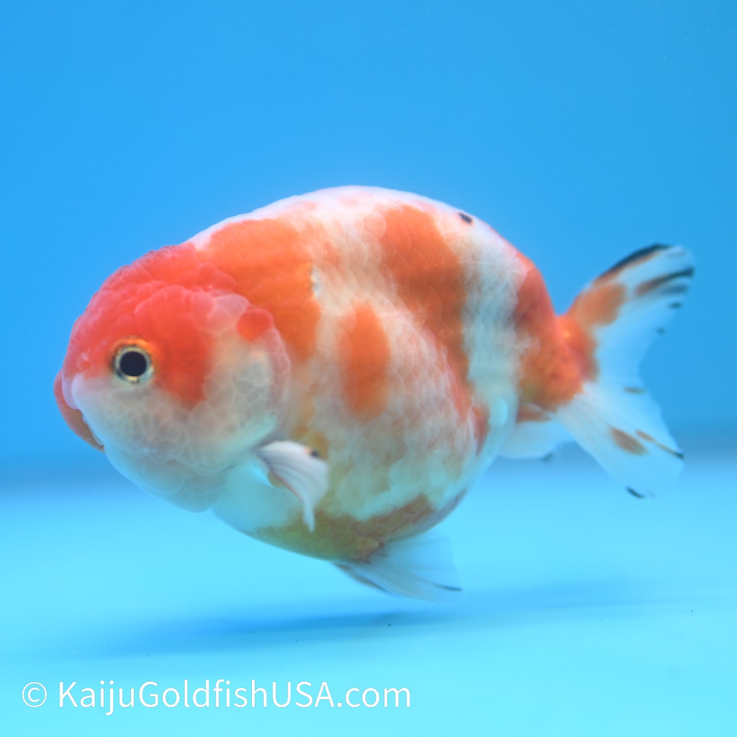 Sakura Ranchu 3.5-4 inches (240223_RC04) - Kaiju Goldfish USA