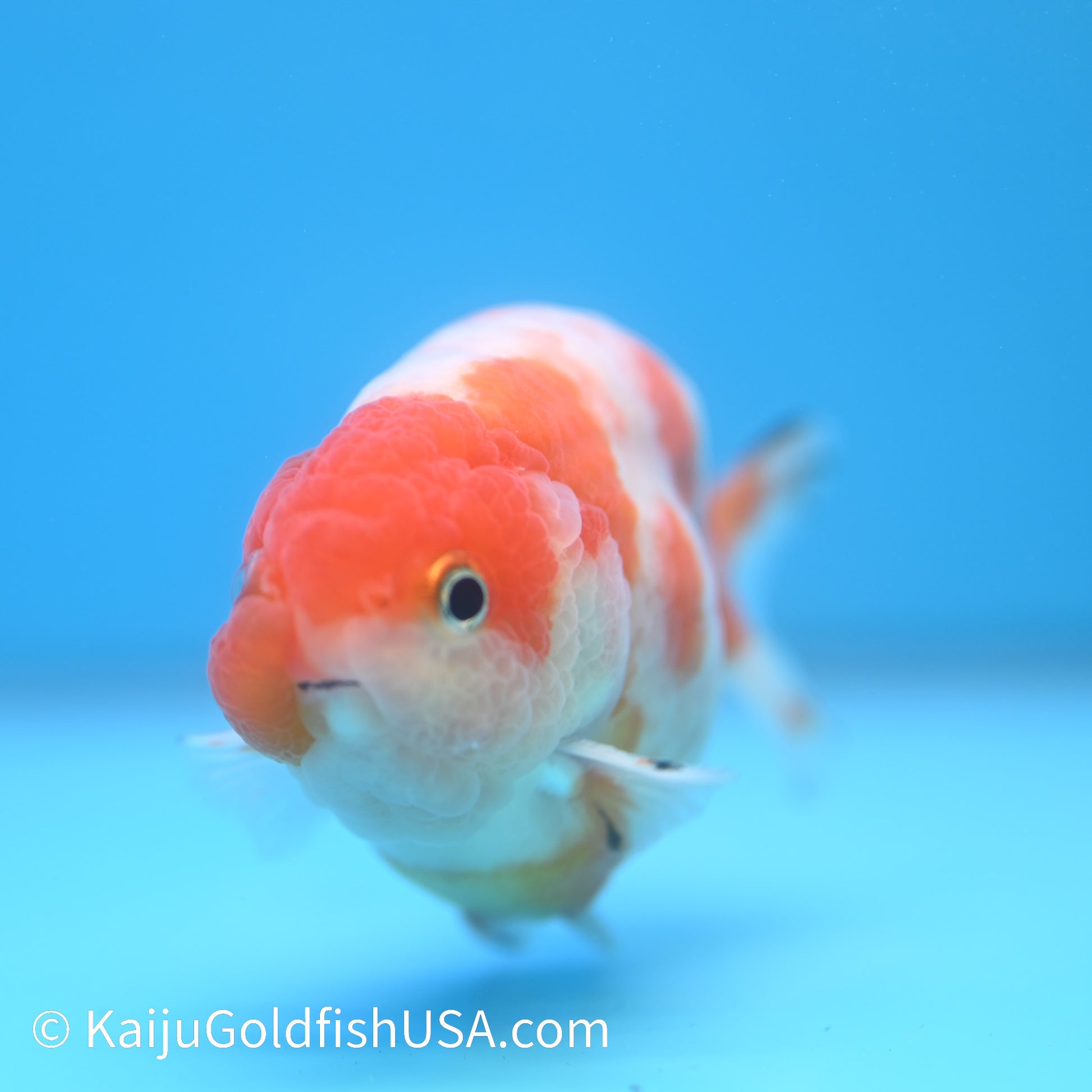 Sakura Ranchu 3.5-4 inches (240223_RC04) - Kaiju Goldfish USA