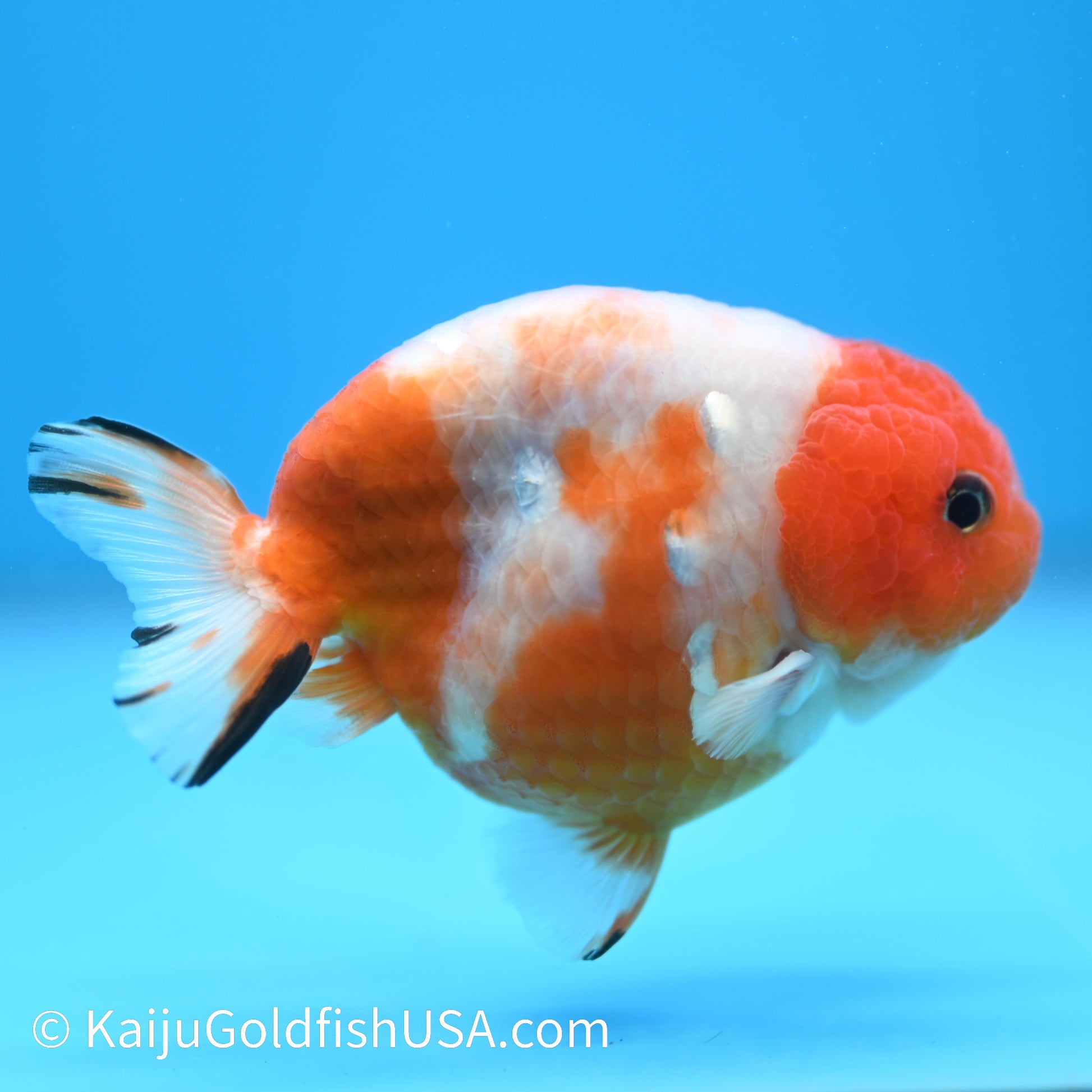 Sakura Ranchu 3.5-4 inches (240223_RC04) - Kaiju Goldfish USA