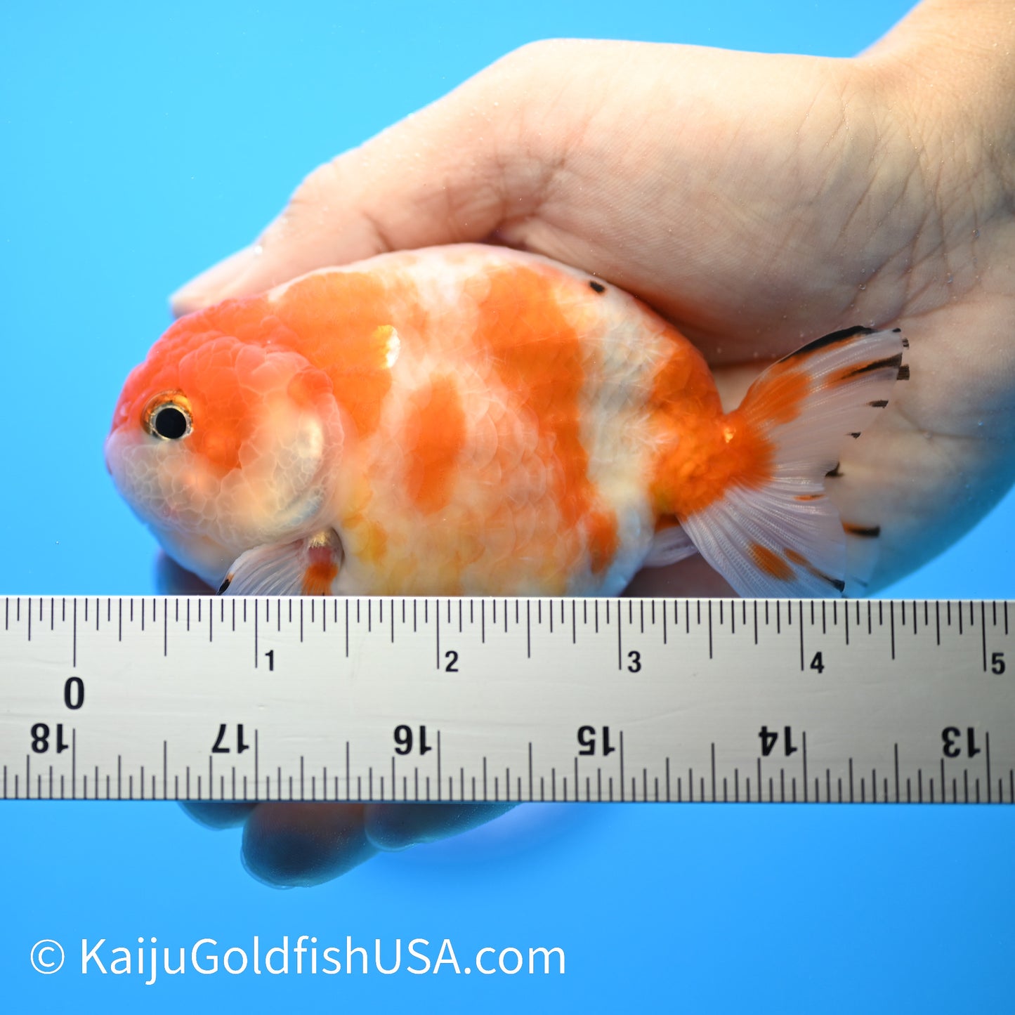 Sakura Ranchu 3.5-4 inches (240223_RC04) - Kaiju Goldfish USA