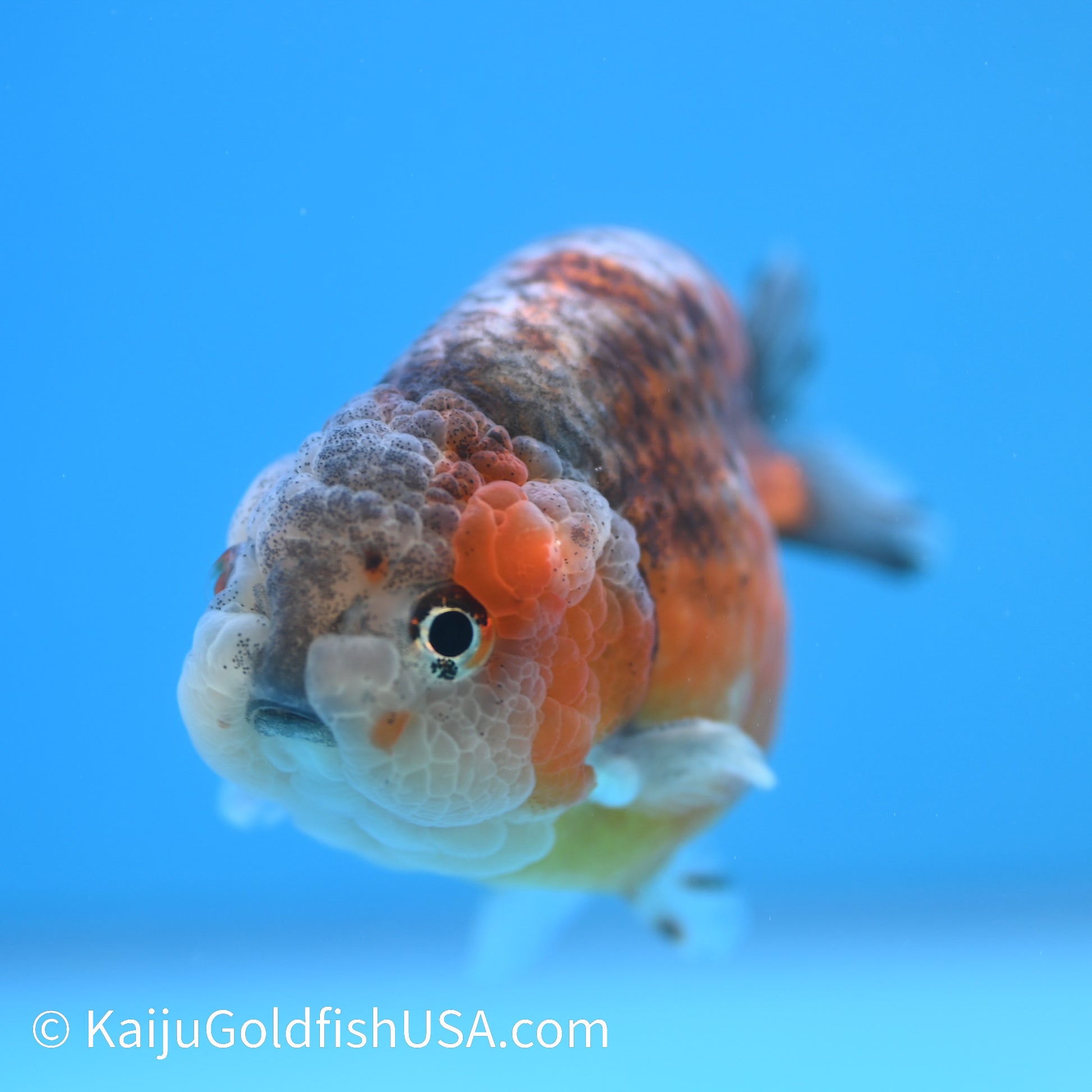 Red Based Kirin Ranchu 3.5-4 inches (240223_RC05) - Kaiju Goldfish USA