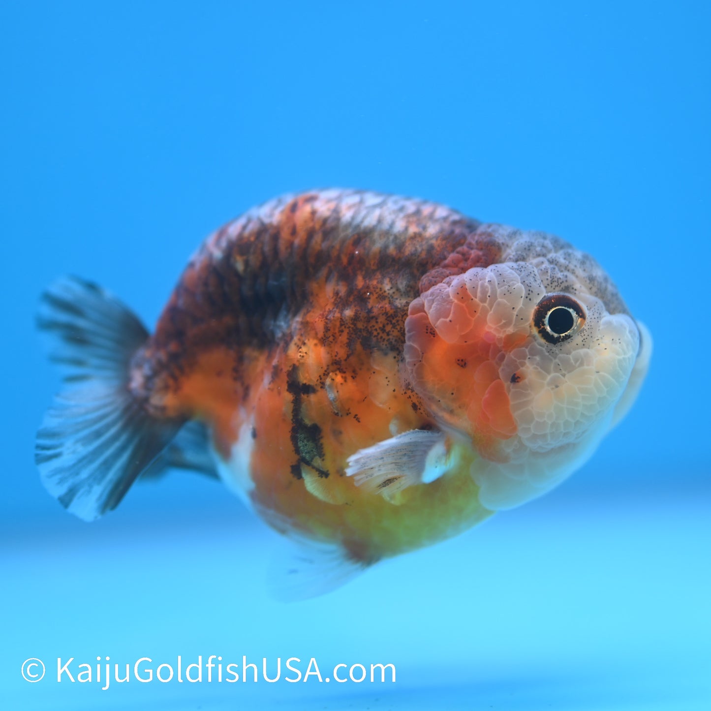 Red Based Kirin Ranchu 3.5-4 inches (240223_RC05) - Kaiju Goldfish USA