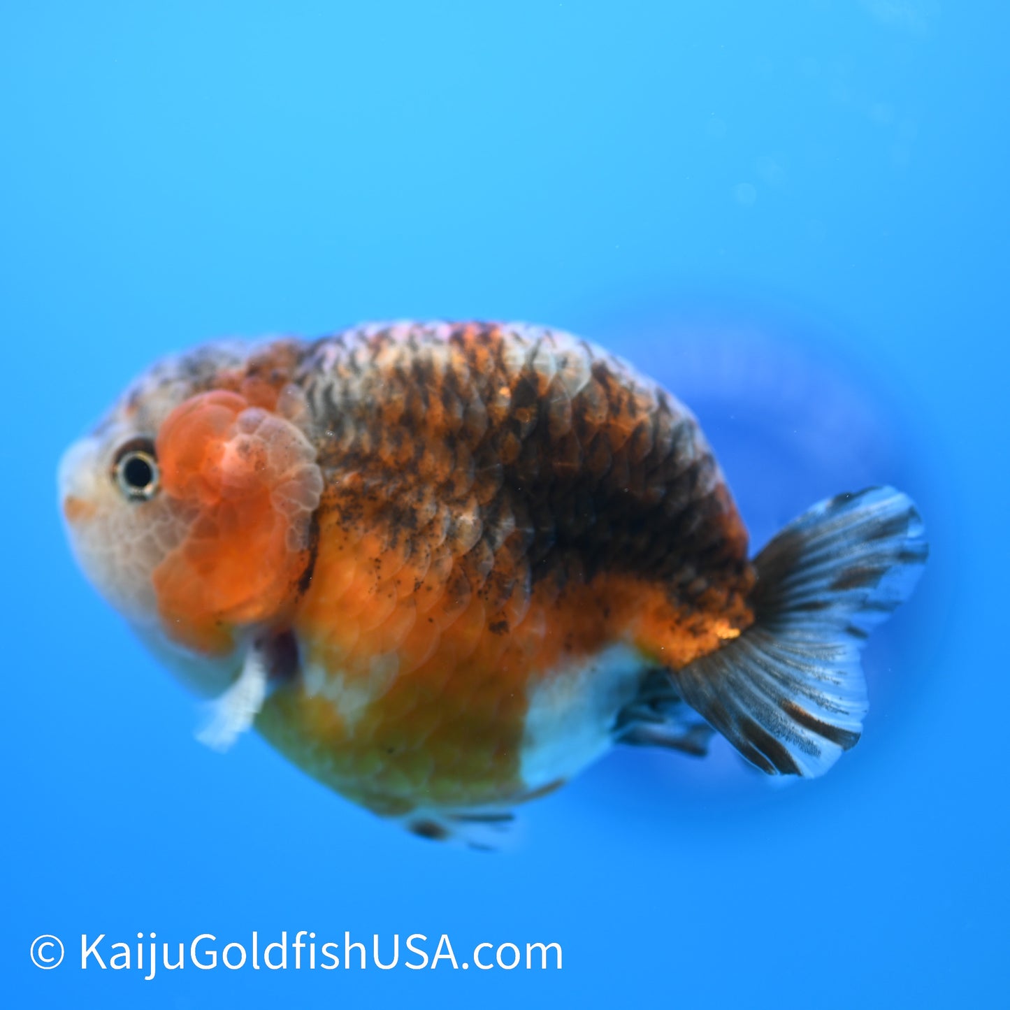 Red Based Kirin Ranchu 3.5-4 inches (240223_RC05) - Kaiju Goldfish USA