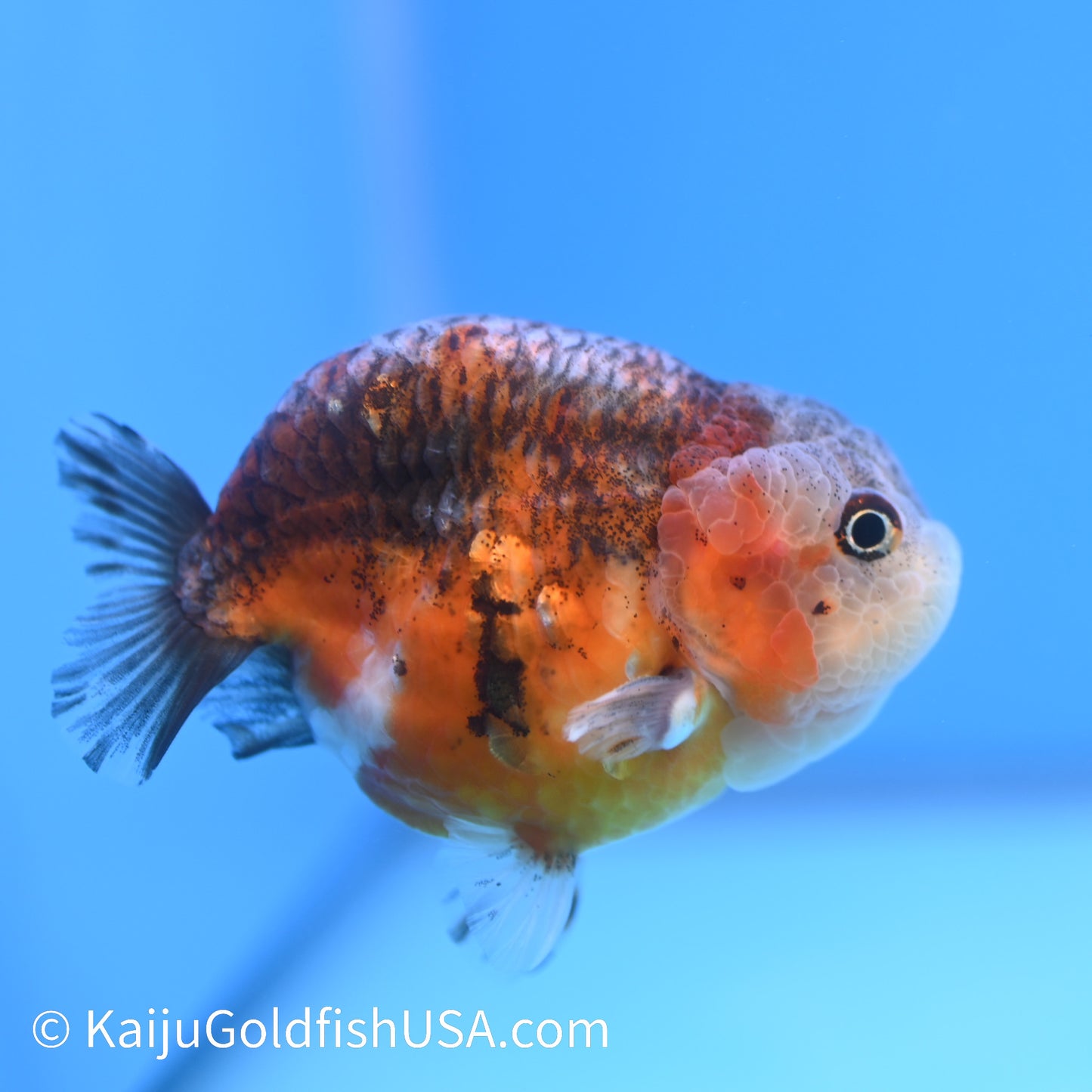 Red Based Kirin Ranchu 3.5-4 inches (240223_RC05) - Kaiju Goldfish USA