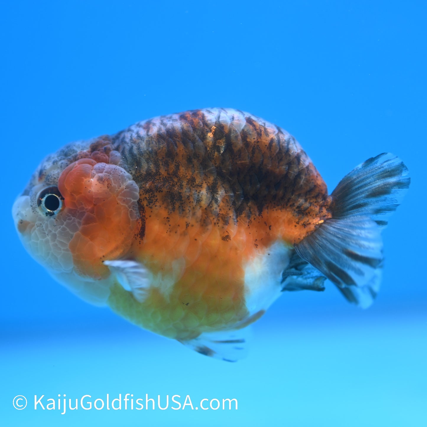 Red Based Kirin Ranchu 3.5-4 inches (240223_RC05) - Kaiju Goldfish USA