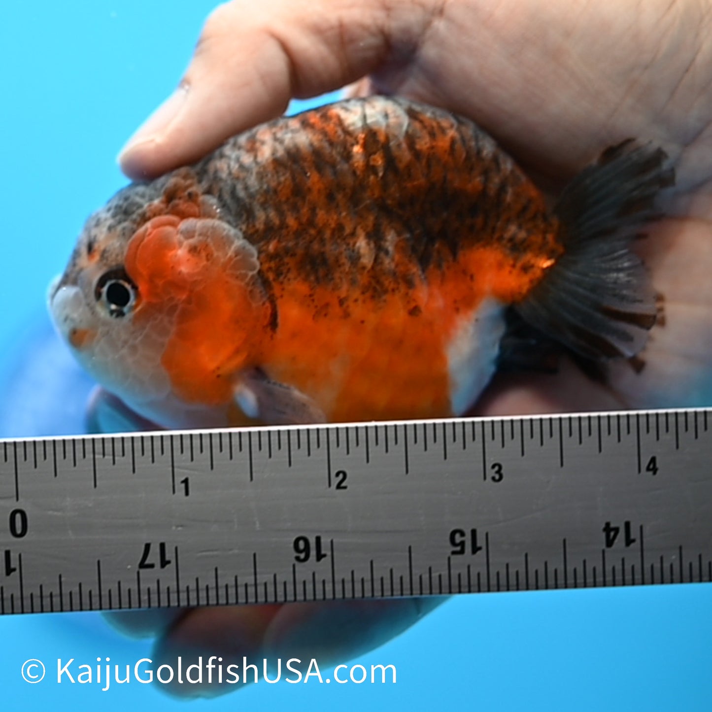 Red Based Kirin Ranchu 3.5-4 inches (240223_RC05) - Kaiju Goldfish USA