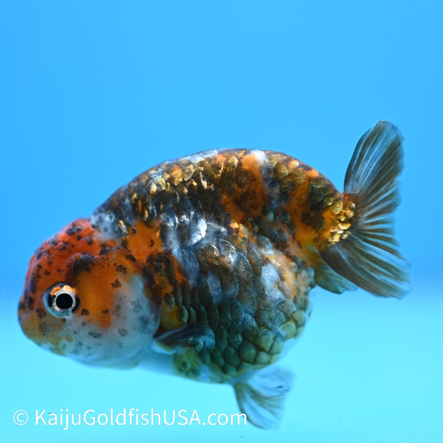 Heavy Ink Tiger Ranchu 3.5-4 inches (240223_RC06) - Kaiju Goldfish USA