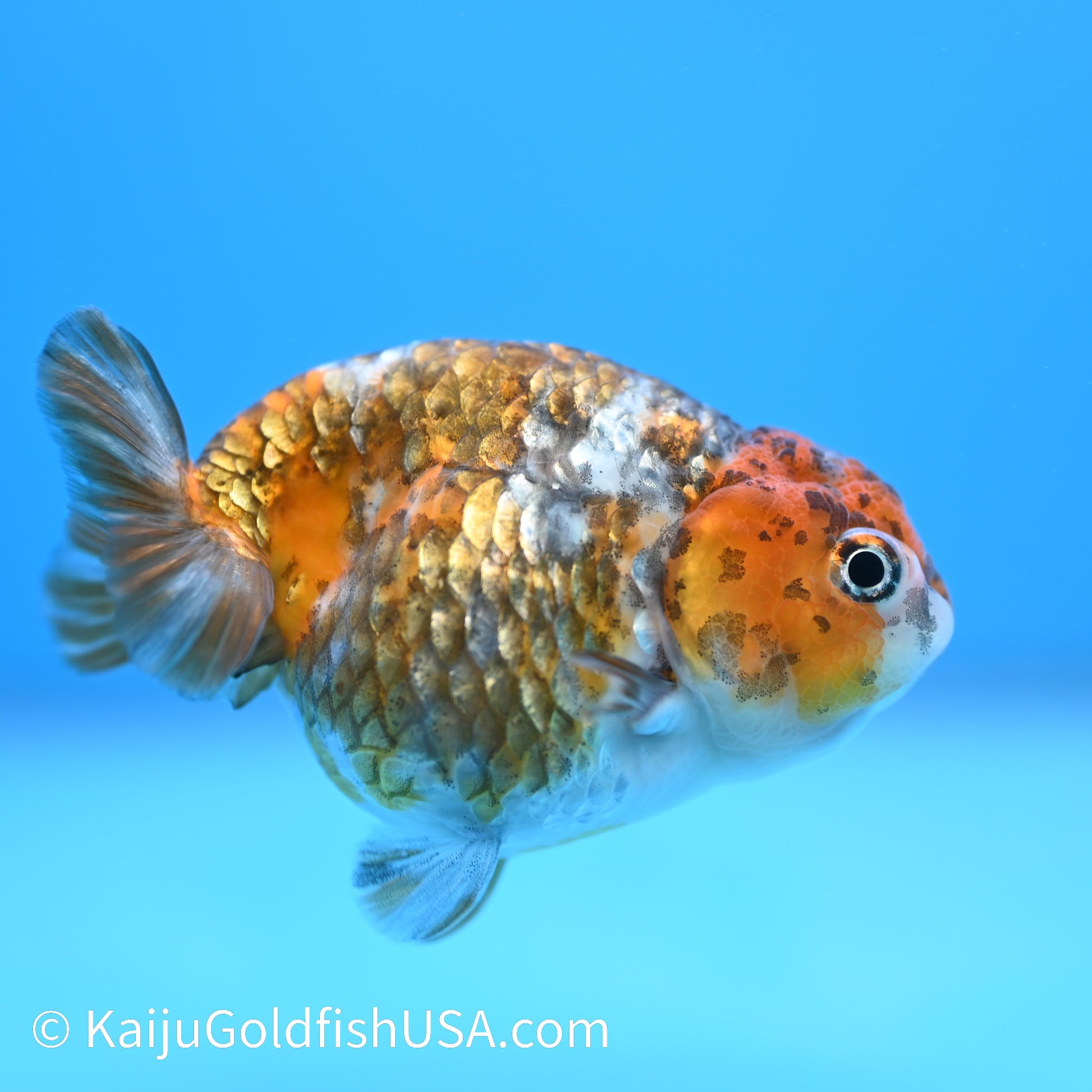 Heavy Ink Tiger Ranchu 3.5-4 inches (240223_RC06) - Kaiju Goldfish USA