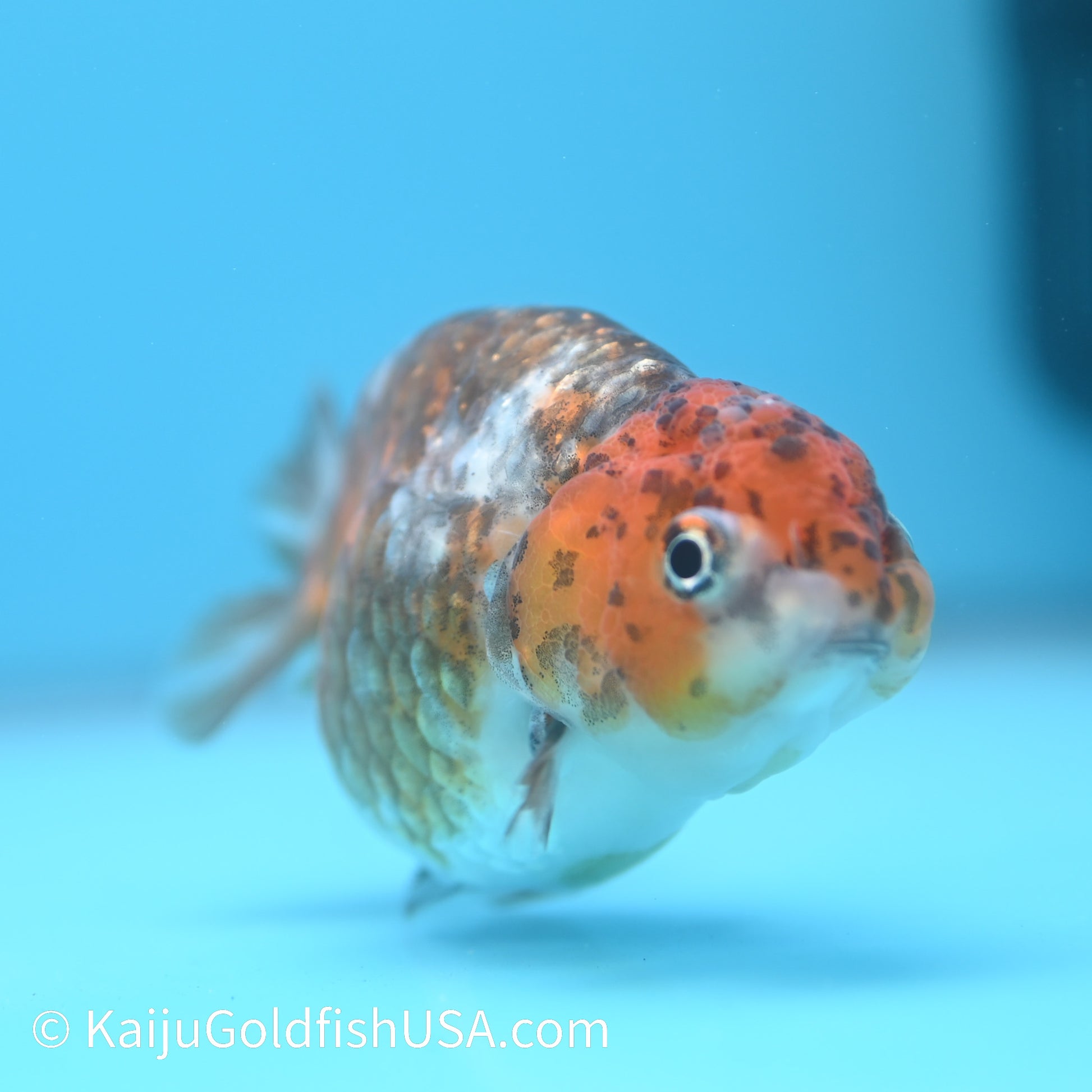 Heavy Ink Tiger Ranchu 3.5-4 inches (240223_RC06) - Kaiju Goldfish USA