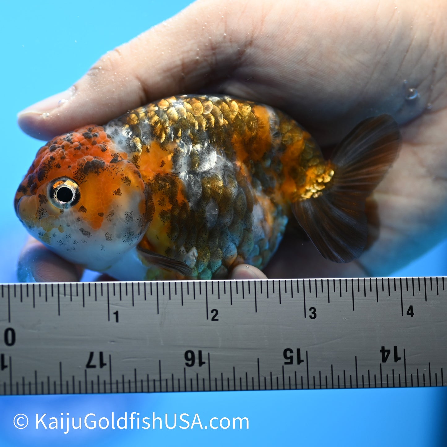 Heavy Ink Tiger Ranchu 3.5-4 inches (240223_RC06) - Kaiju Goldfish USA