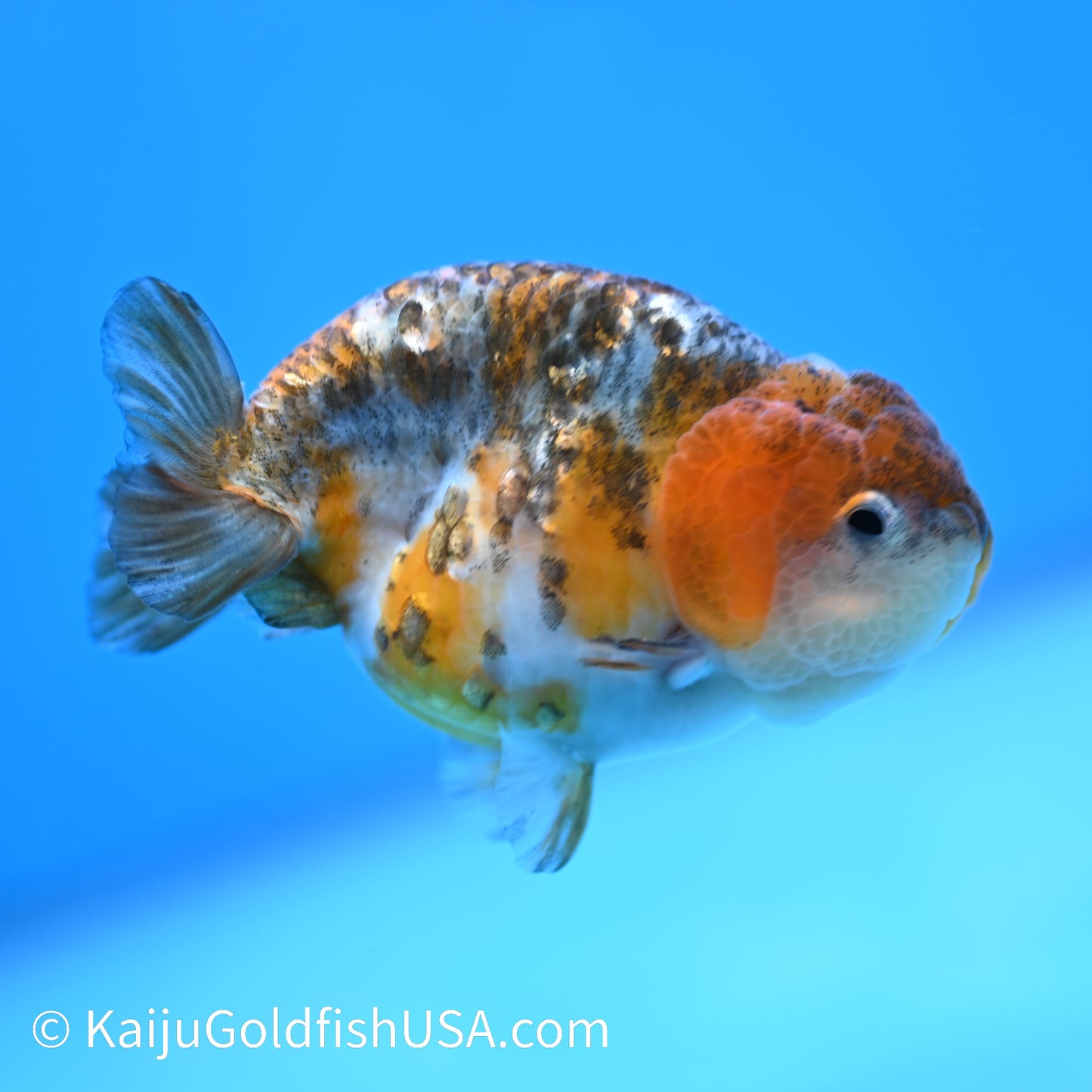 Blue Based Kirin Ranchu 3.5-4 inches (240223_RC08) - Kaiju Goldfish USA