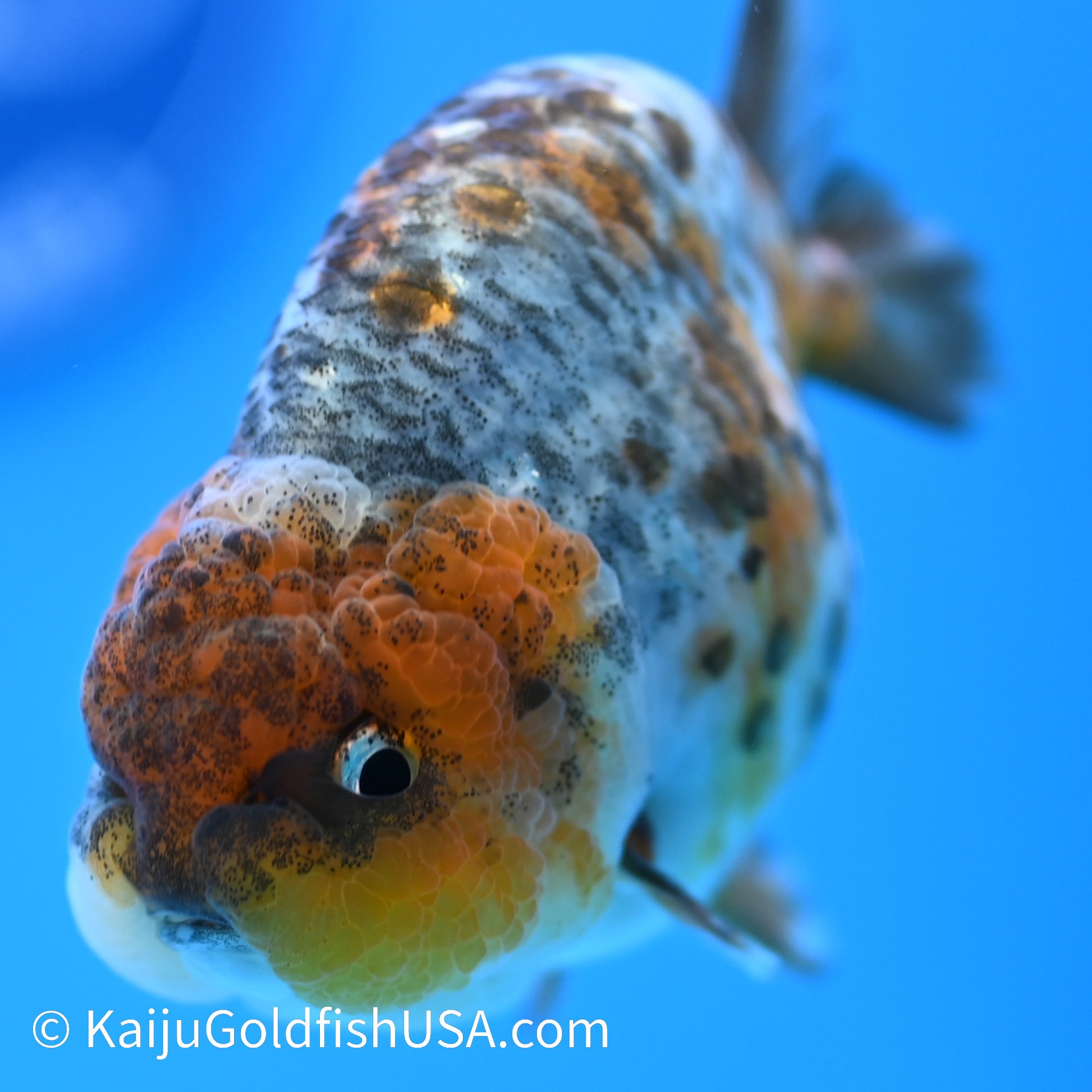 Blue Based Kirin Ranchu 3.5-4 inches (240223_RC08) - Kaiju Goldfish USA