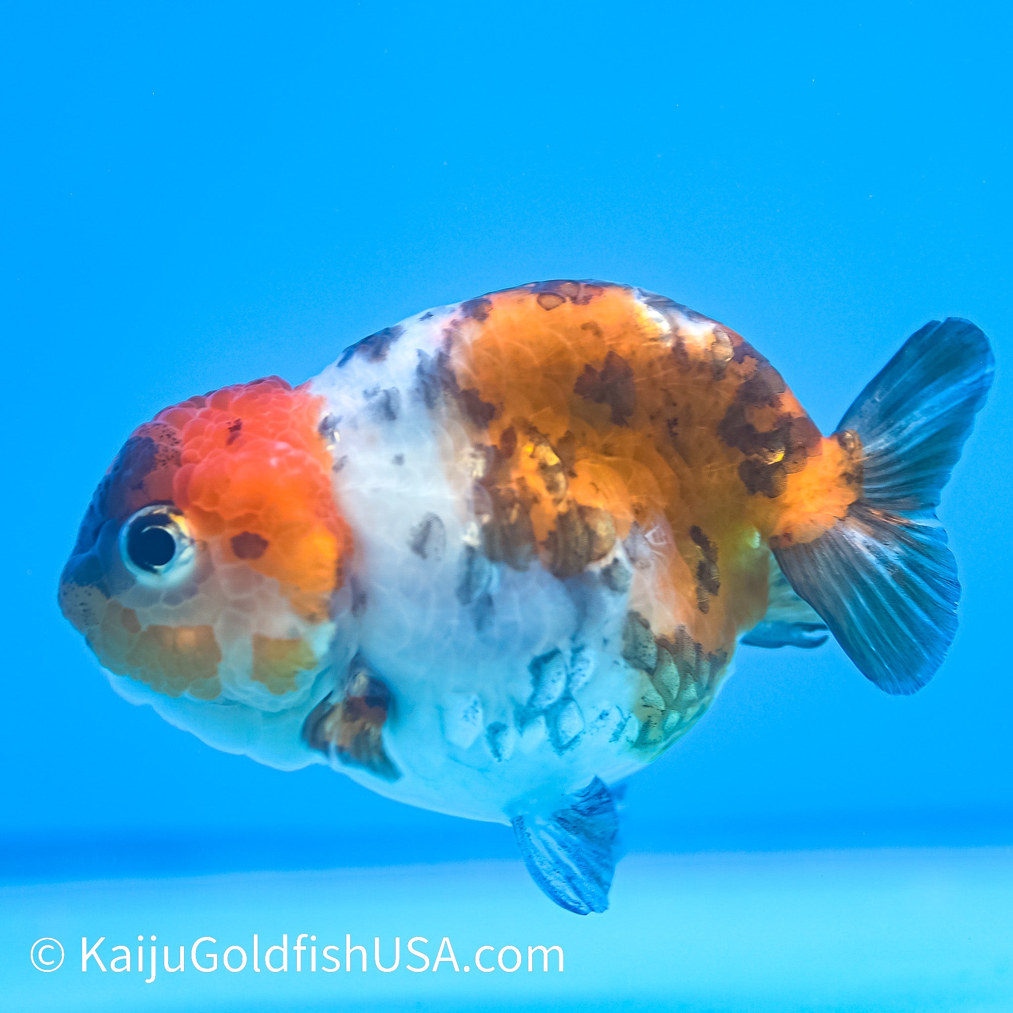 Calico Cow Ranchu Goldfish for Sale | Calico Cow Ranchu Goldfish ...