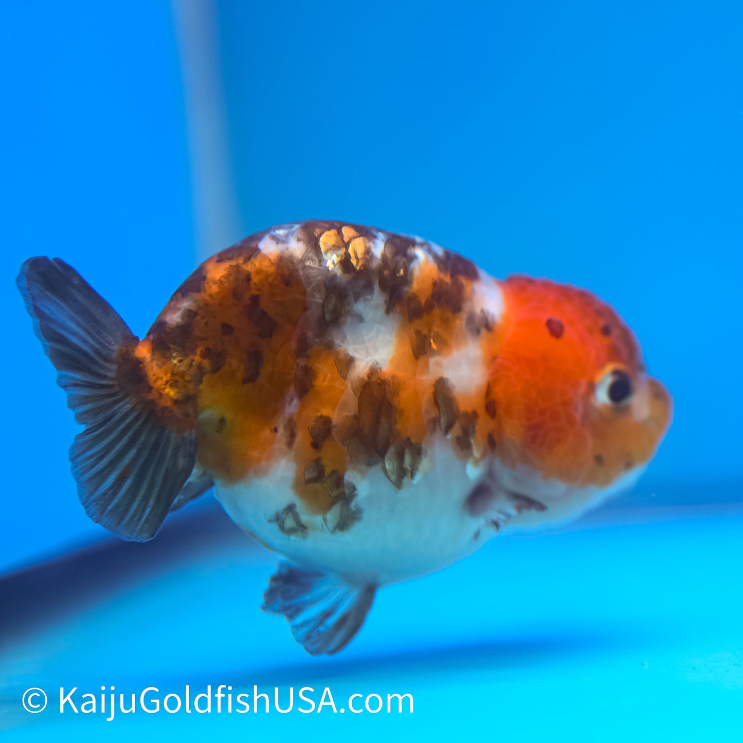 Calico Cow Ranchu Goldfish for Sale | Calico Cow Ranchu Goldfish ...