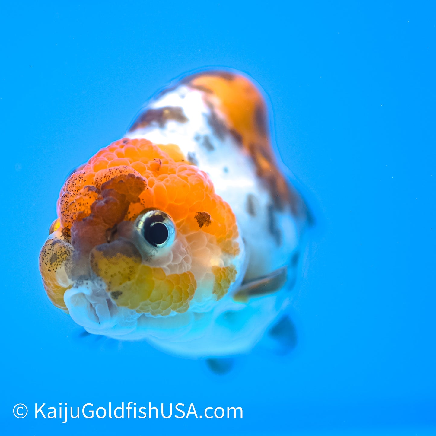 Calico Cow Ranchu Goldfish for Sale | Calico Cow Ranchu Goldfish ...