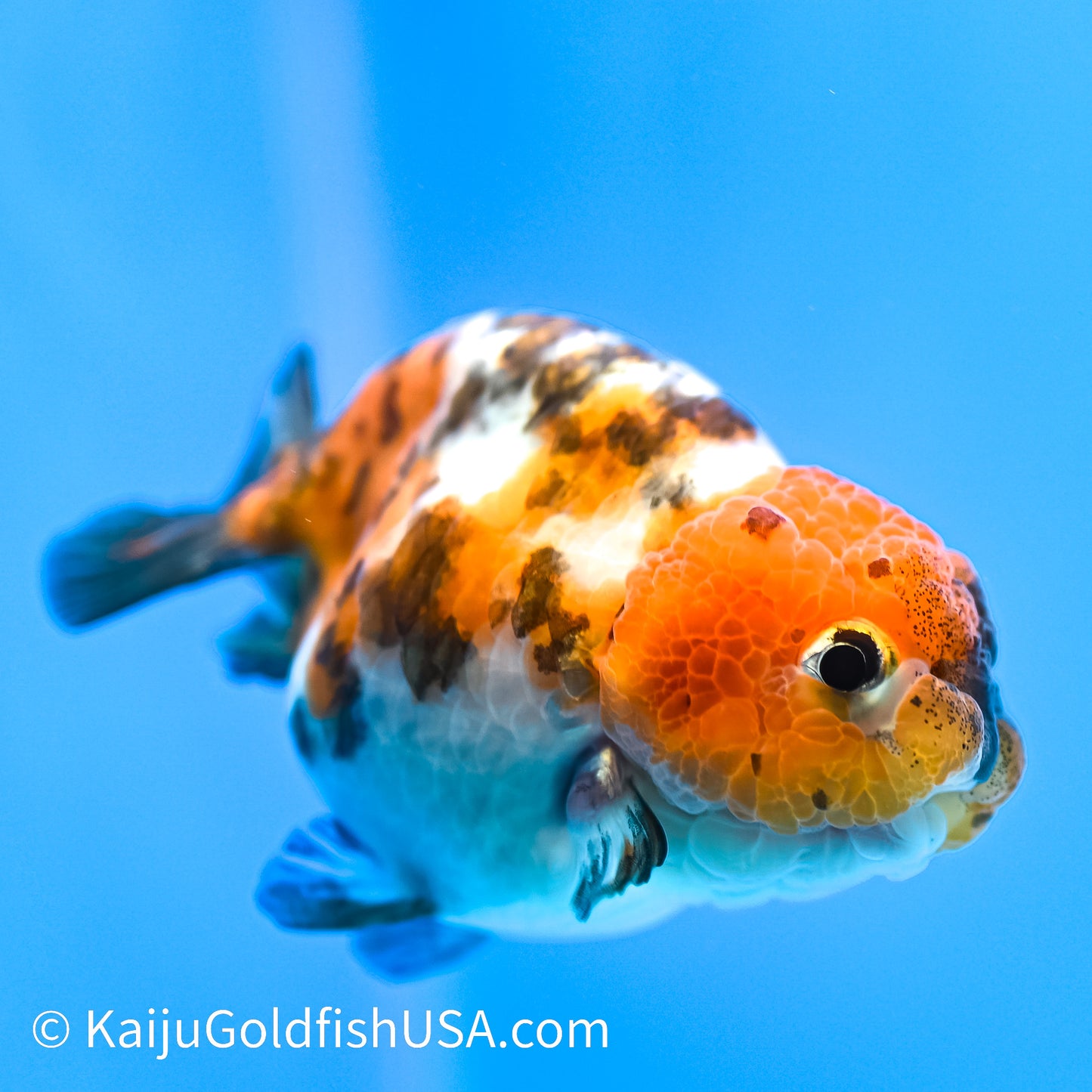 Calico Cow Ranchu Goldfish for Sale | Calico Cow Ranchu Goldfish ...