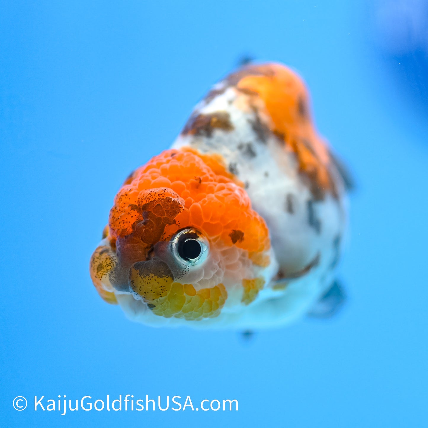 Calico Cow Ranchu Goldfish for Sale | Calico Cow Ranchu Goldfish ...