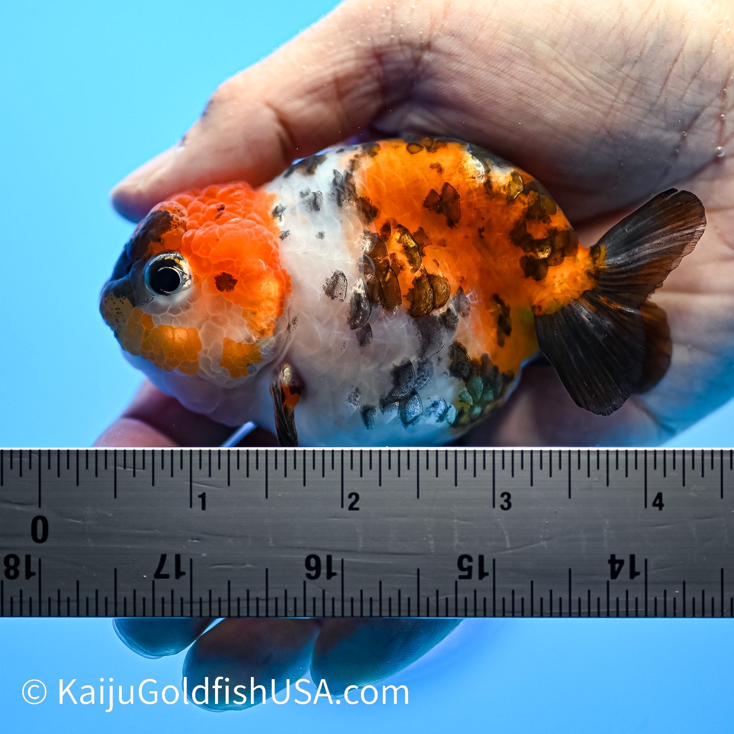 Calico Cow Ranchu Goldfish for Sale | Calico Cow Ranchu Goldfish ...