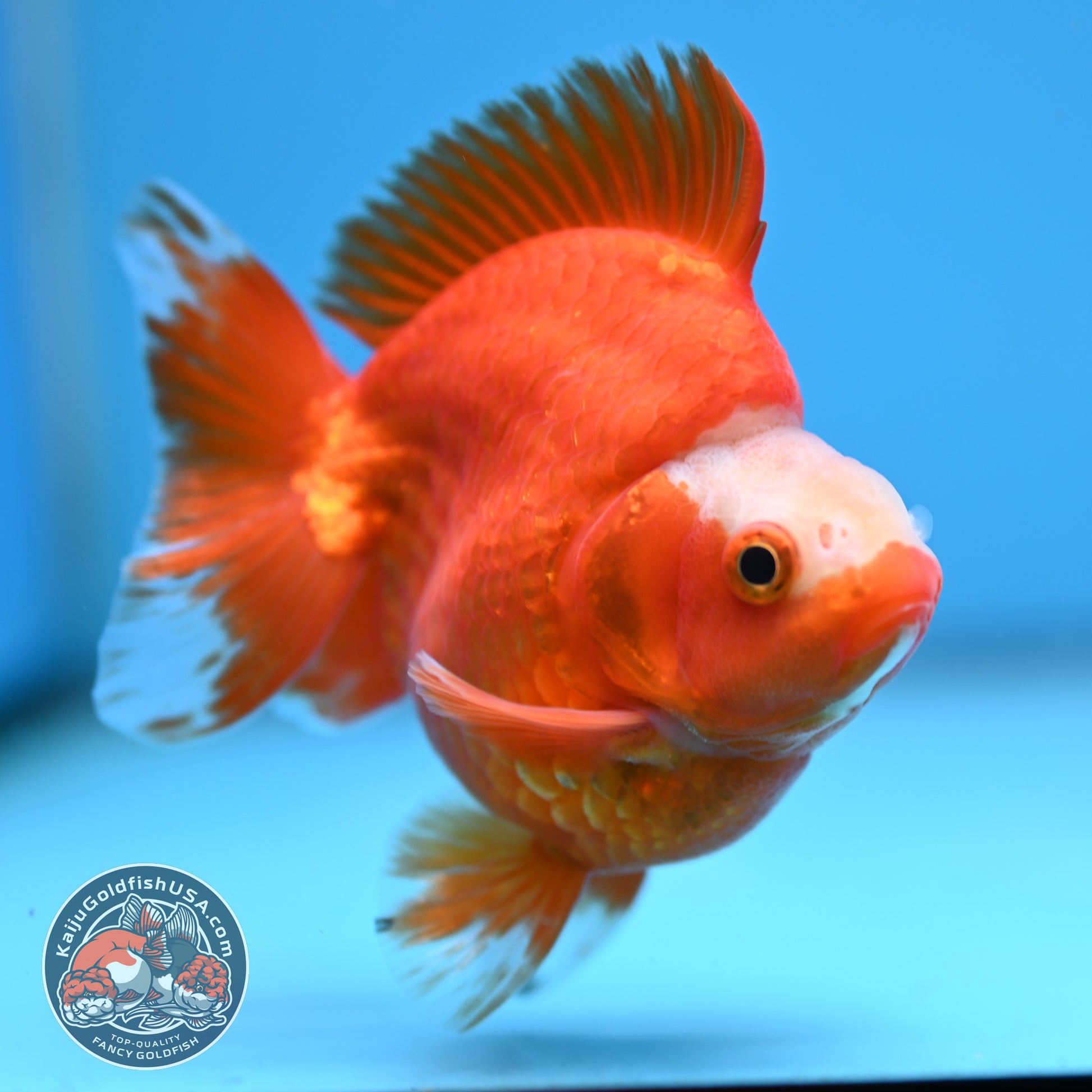 A Grade Jade Head Red White Ryukin 3.5 inch Body (251219_RY06)