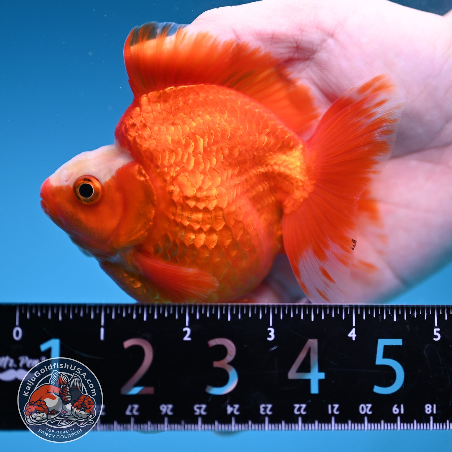 A Grade Jade Head Red White Ryukin 3.5 inch Body (251219_RY06)