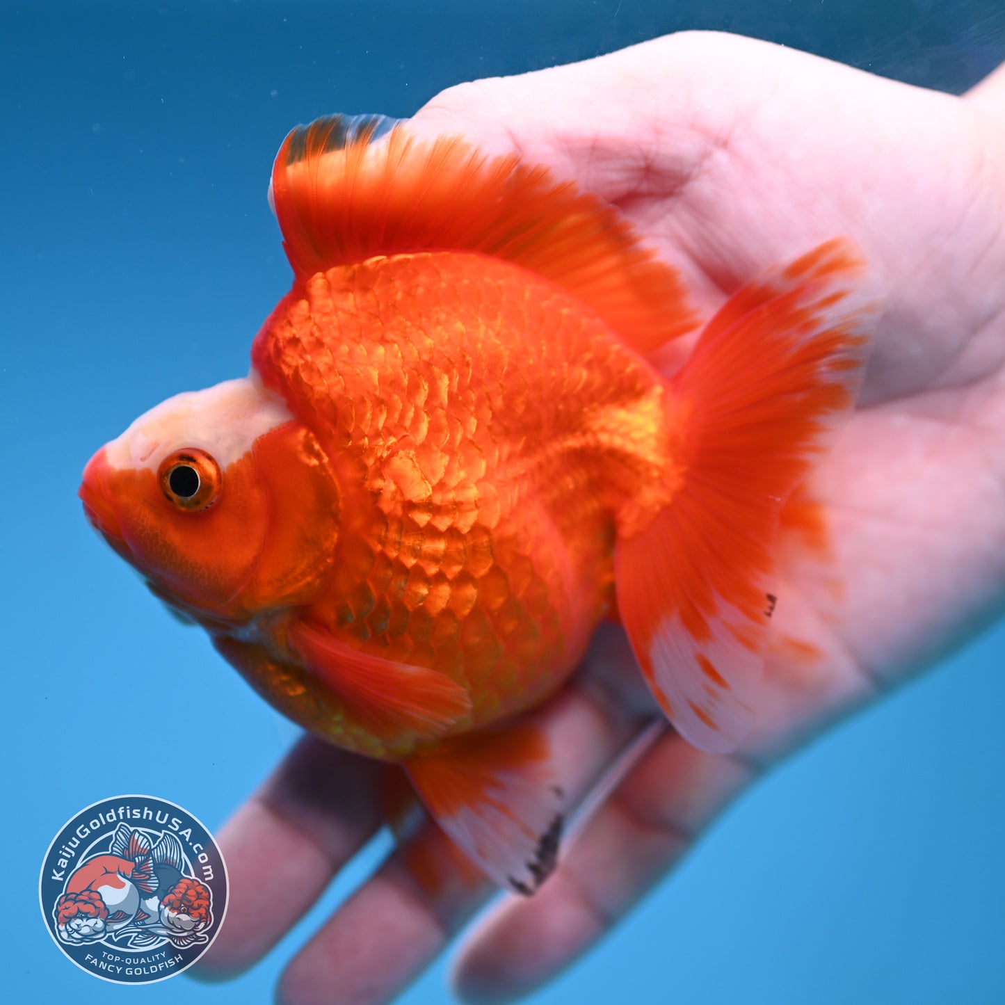 A Grade Jade Head Red White Ryukin 3.5 inch Body (251219_RY06)