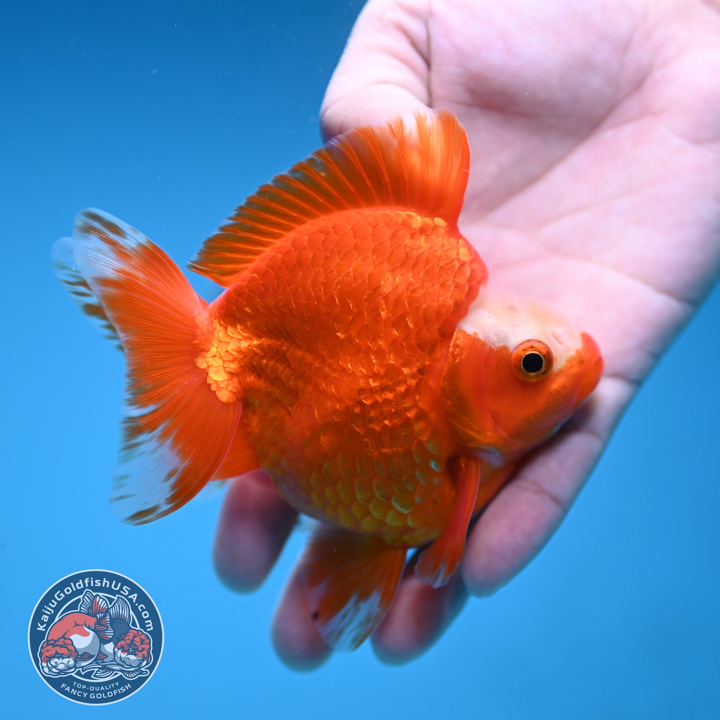 A Grade Jade Head Red White Ryukin 3.5 inch Body (251219_RY06)