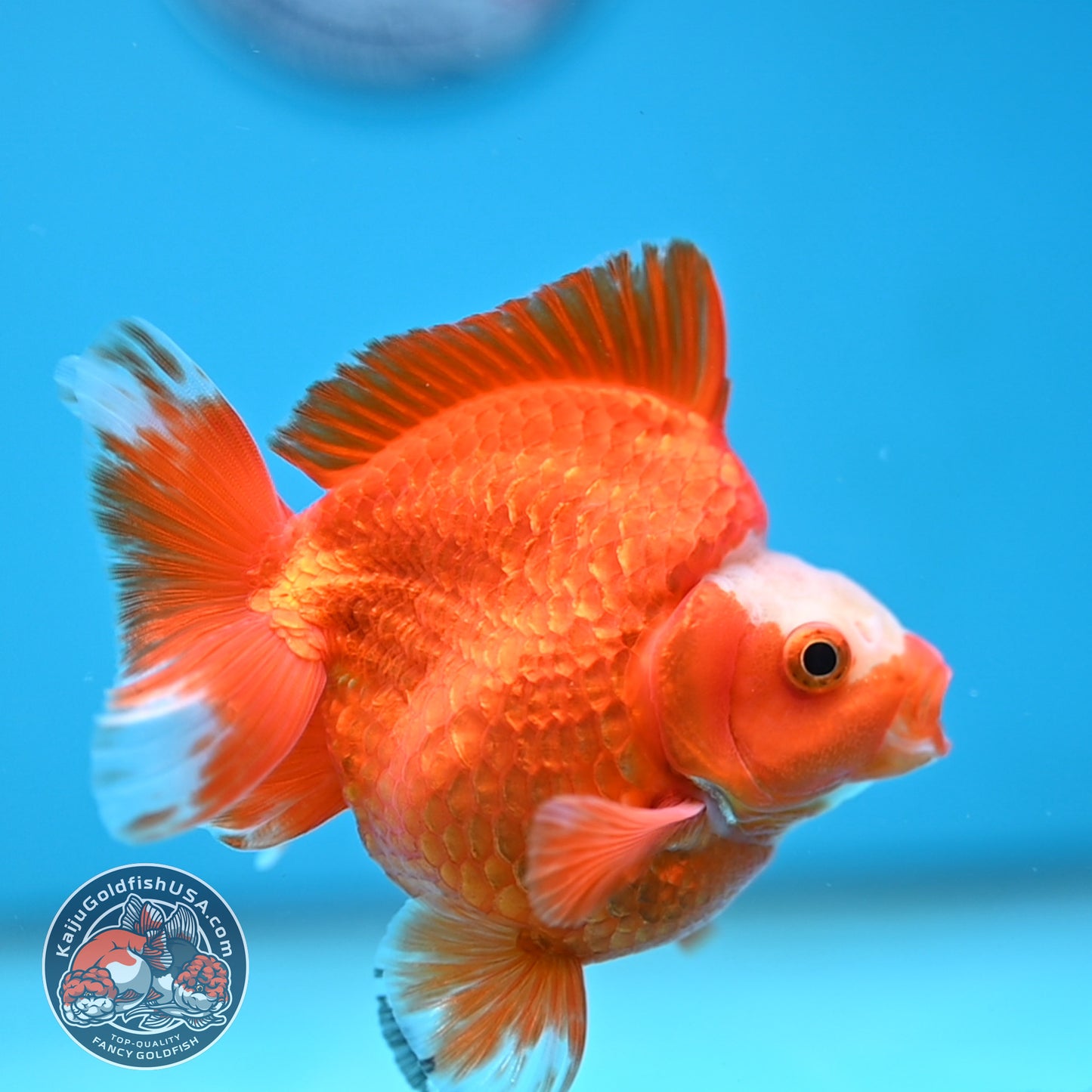 A Grade Jade Head Red White Ryukin 3.5 inch Body (251219_RY06)