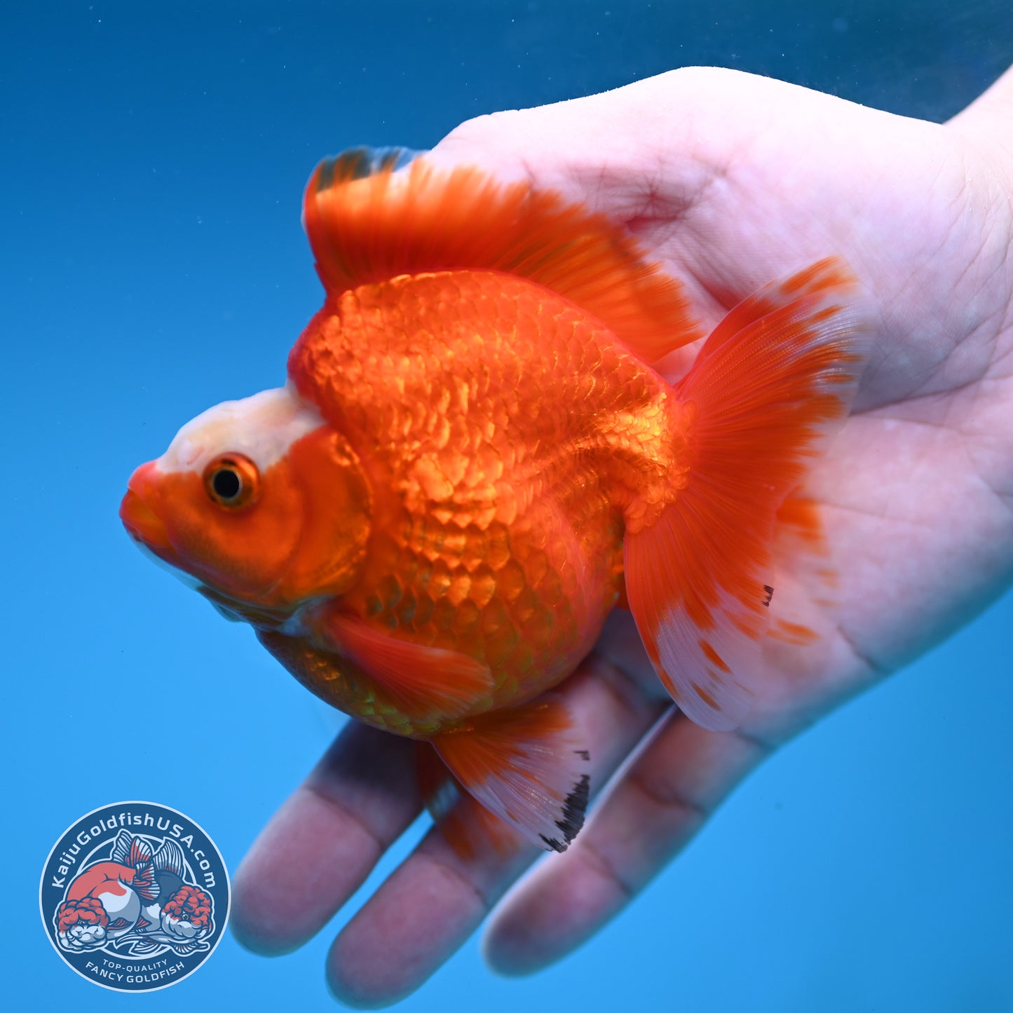 A Grade Jade Head Red White Ryukin 3.5 inch Body (251219_RY06)