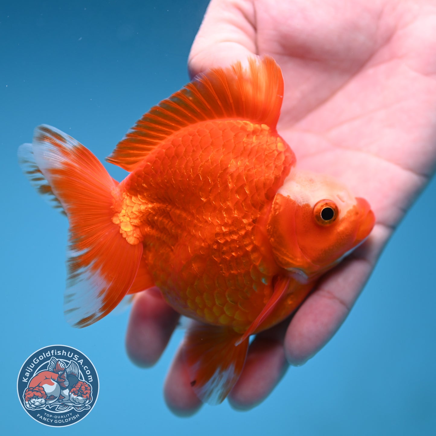 A Grade Jade Head Red White Ryukin 3.5 inch Body (251219_RY06)