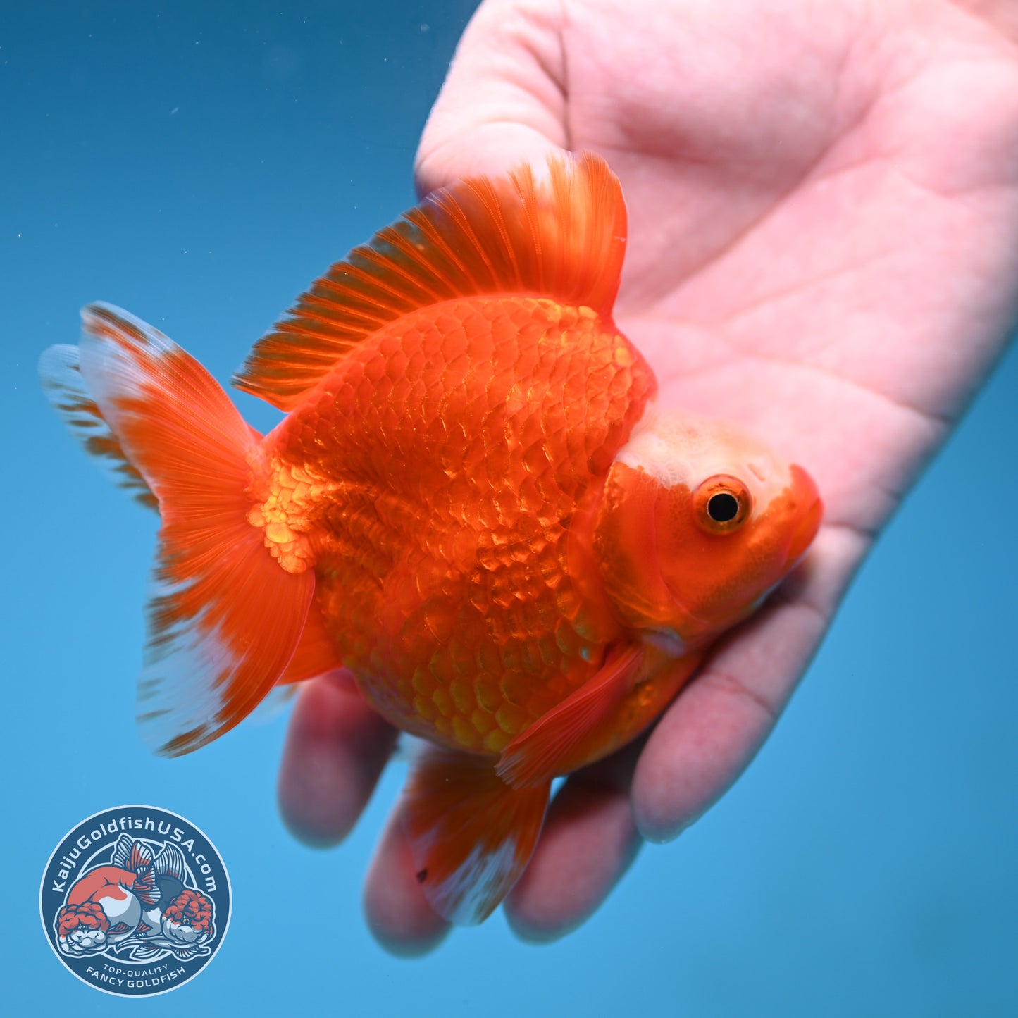 A Grade Jade Head Red White Ryukin 3.5 inch Body (251219_RY06)